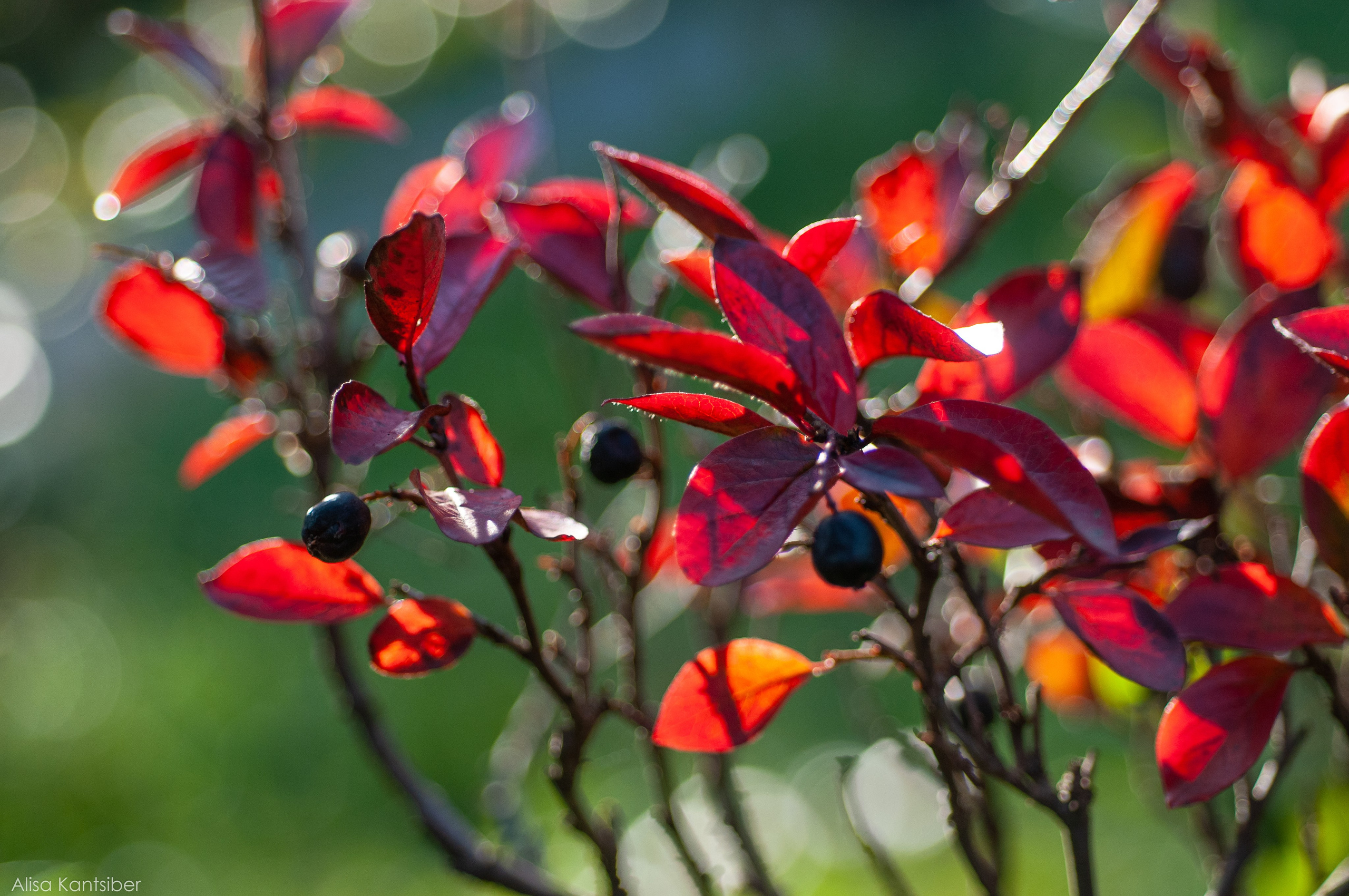 Иван. Фотограф Алиса Канцибер. Москва. Портрет, семейное фото, свадьбы