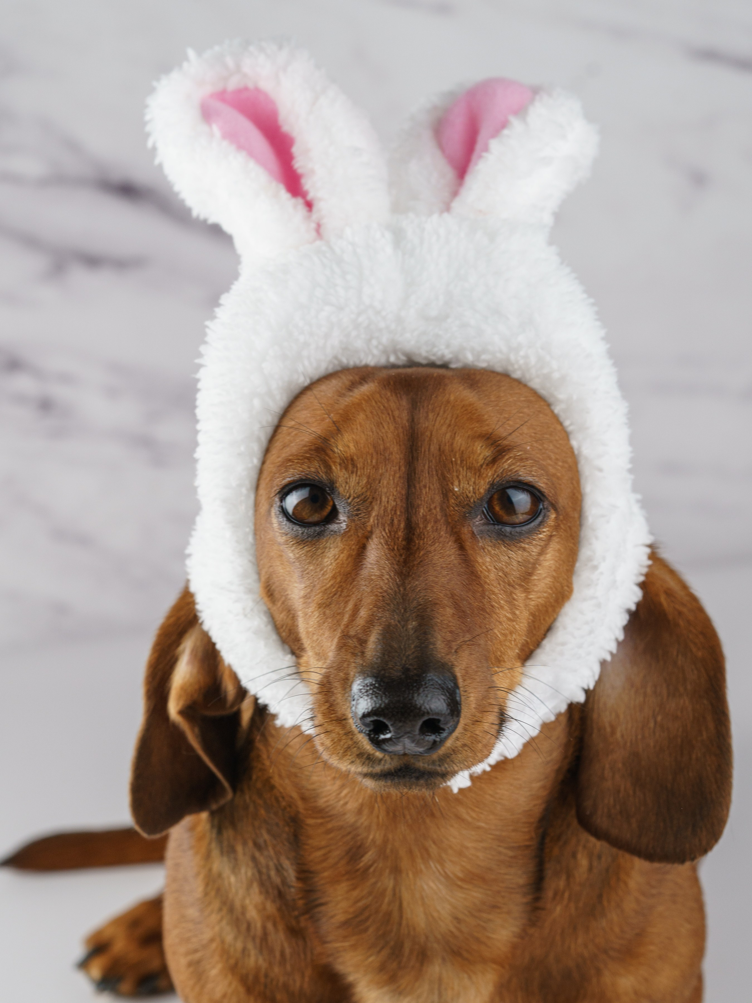 Такса Марго. KED Production — продакшн из СПб. Создаём фото, видео и контент, который помогает брендам и селлерам продавать больше