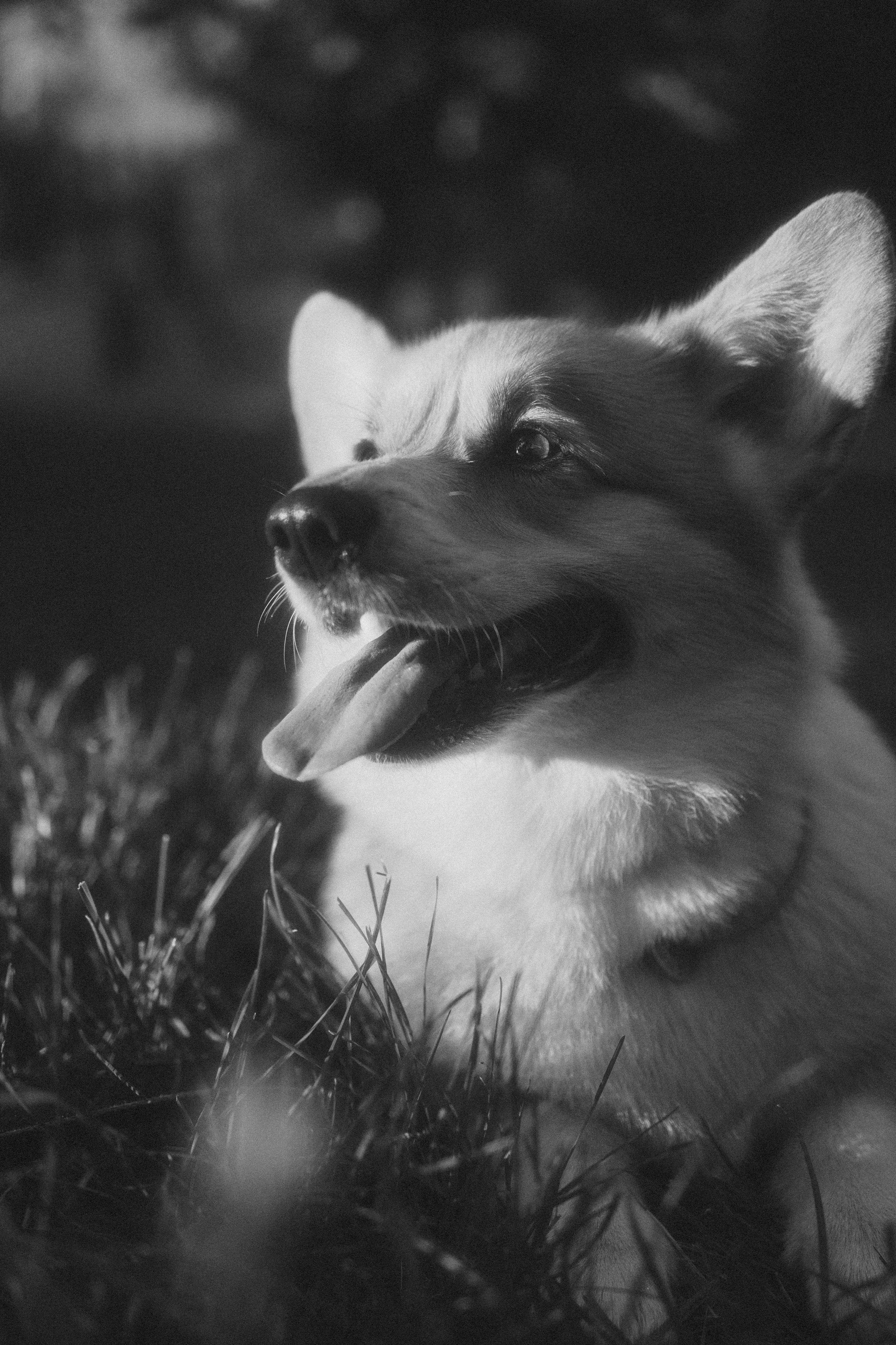 Момо, Люда и Эд. Фотограф анималист Анастасия Пикей