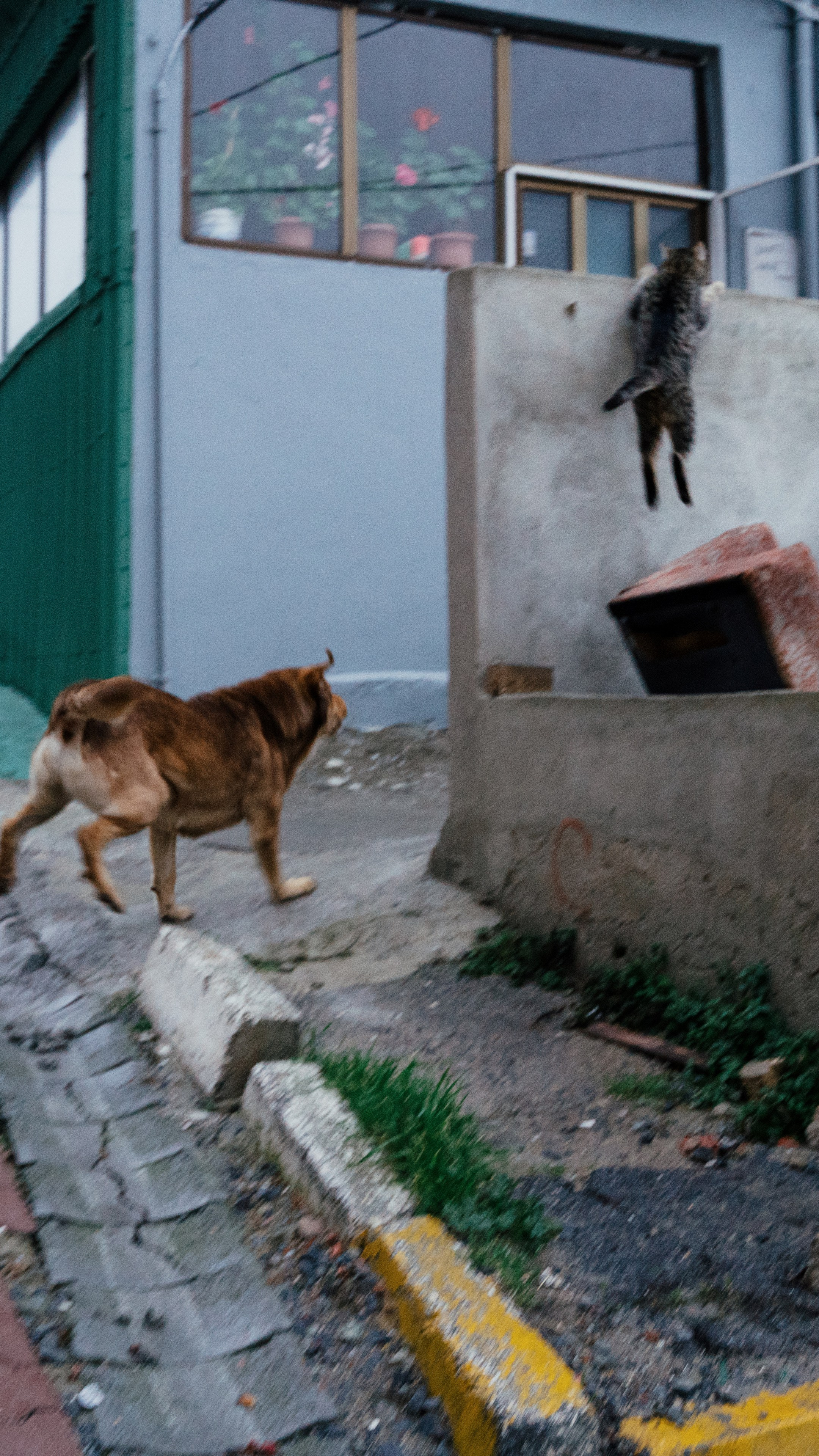 Кошки. Фотографии Дмитрия Захаренко