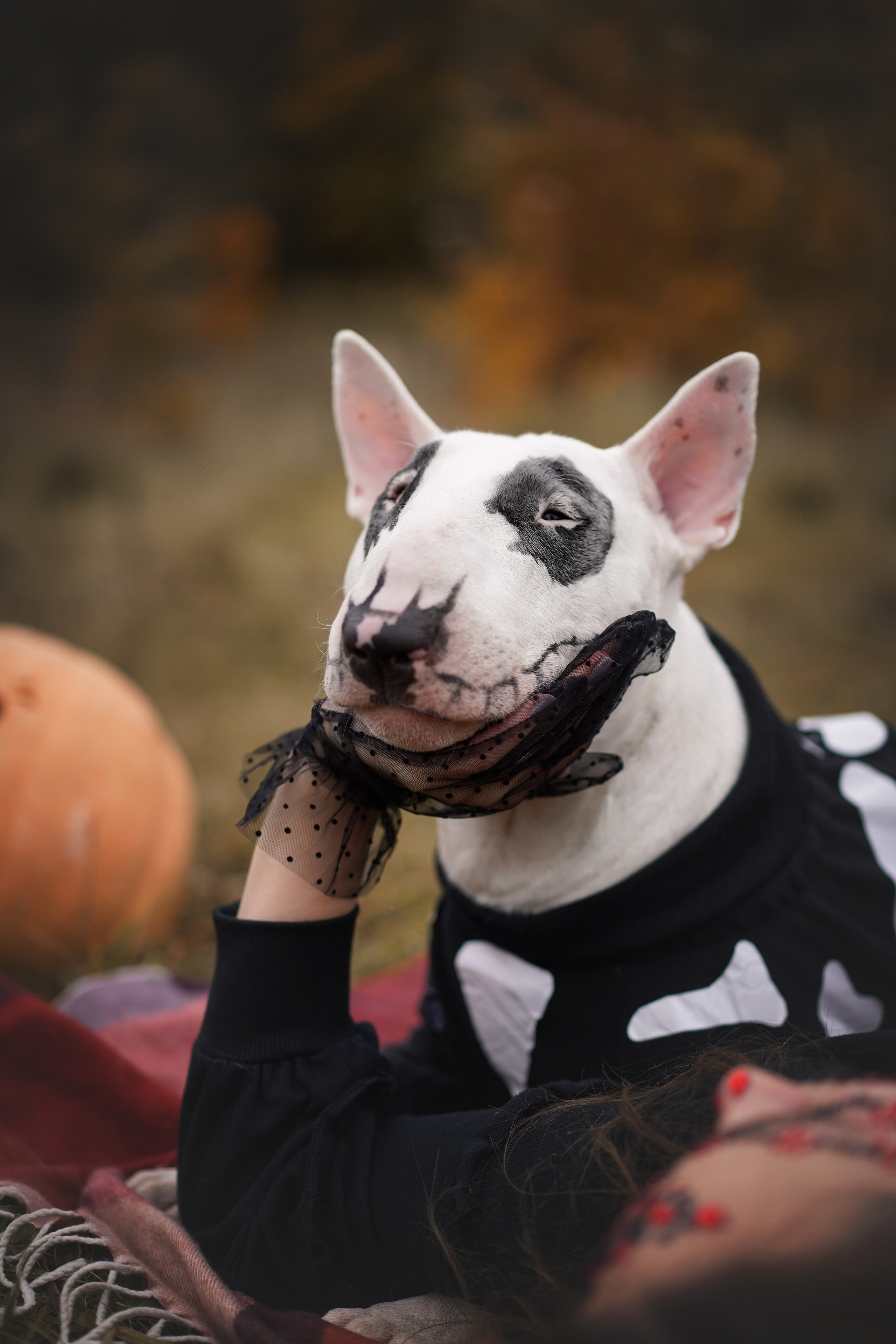 Настя Рома и Сахар Хелоуин. Фотограф-анималист в Санкт-Петербурге Яна Мартынова