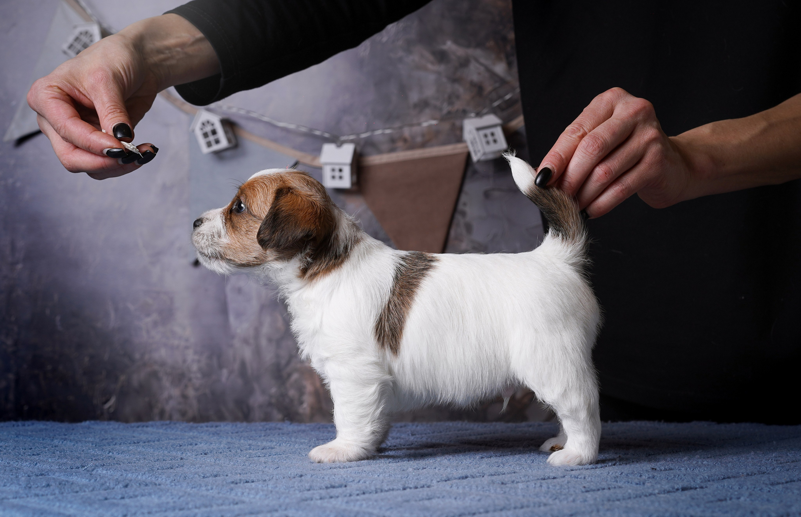 Щенули джек-рассела. Фотограф-анималист в Санкт-Петербурге Яна Мартынова