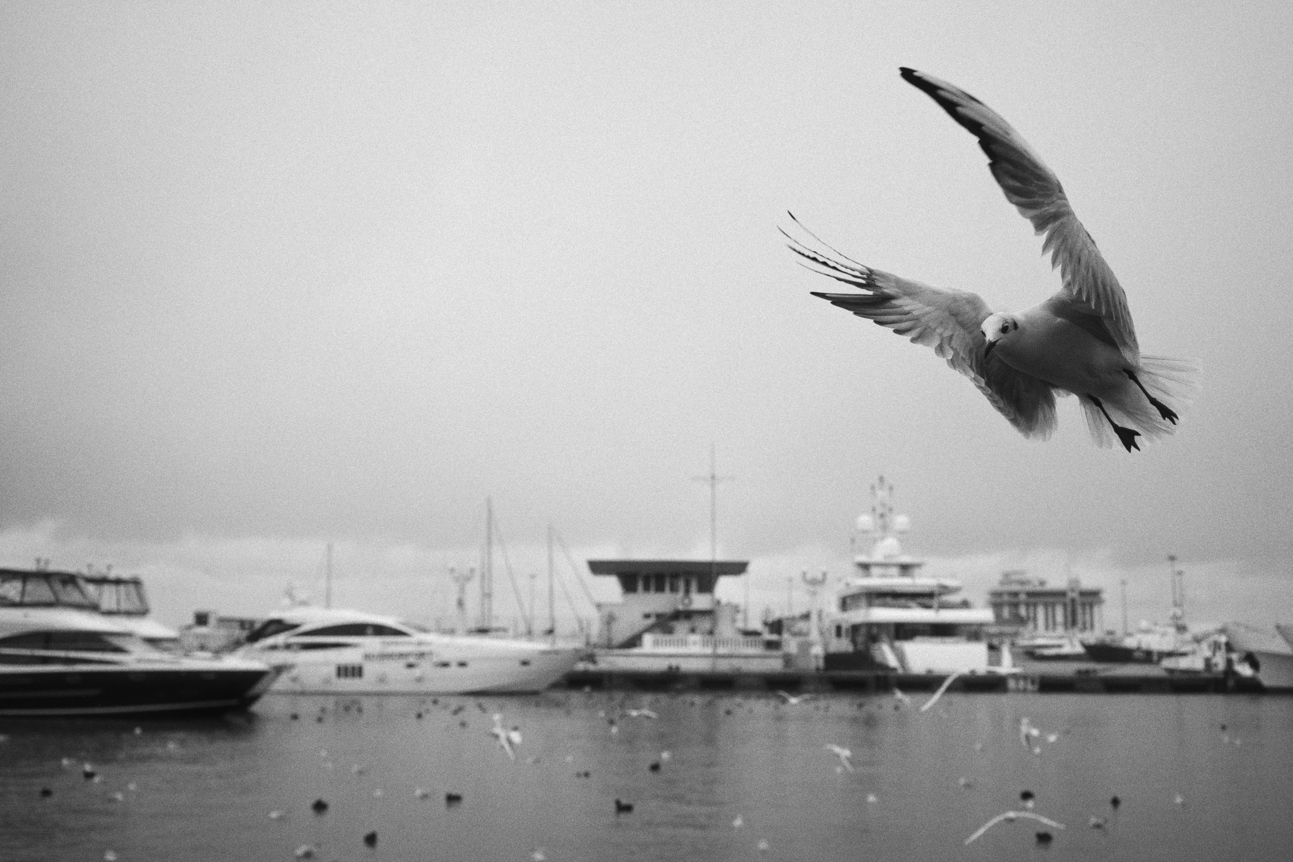Sochi port (morskaya). Фотограф Юрин Евгений