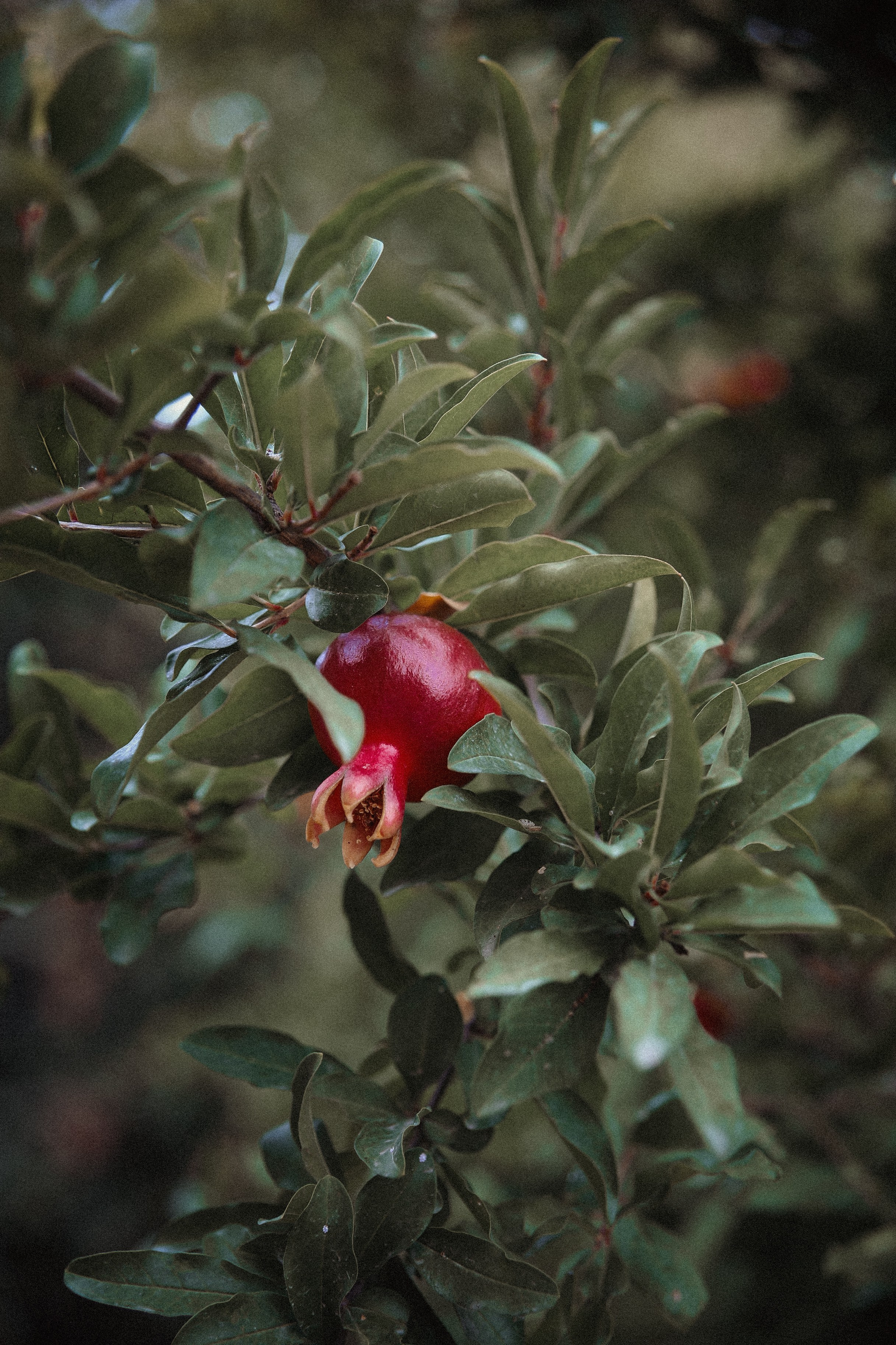 Тур Дагестан. Фотограф в Серпухове и Тарусе Ксения Царёва