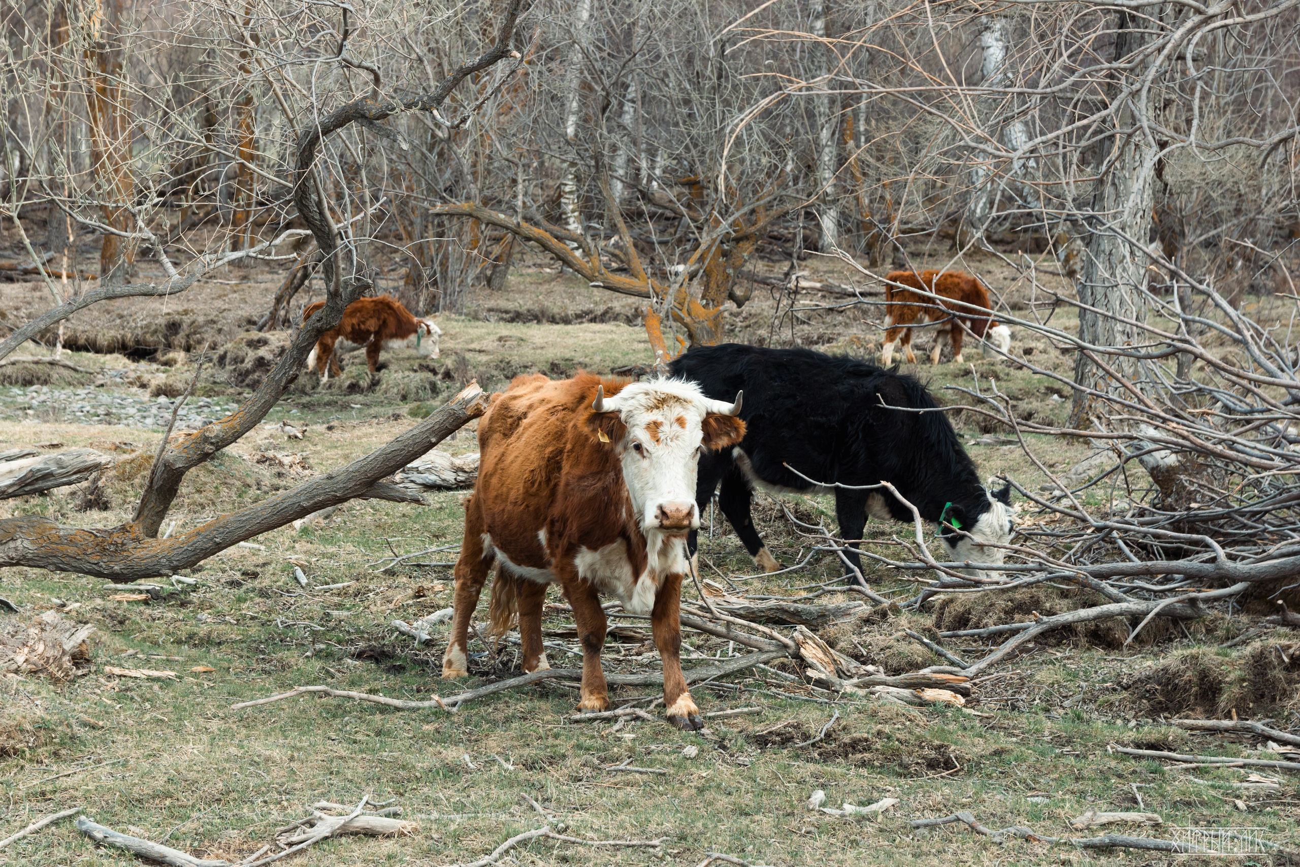 Алтай. Фотограф-путешественник Самойлов Максим «Sly Fox»