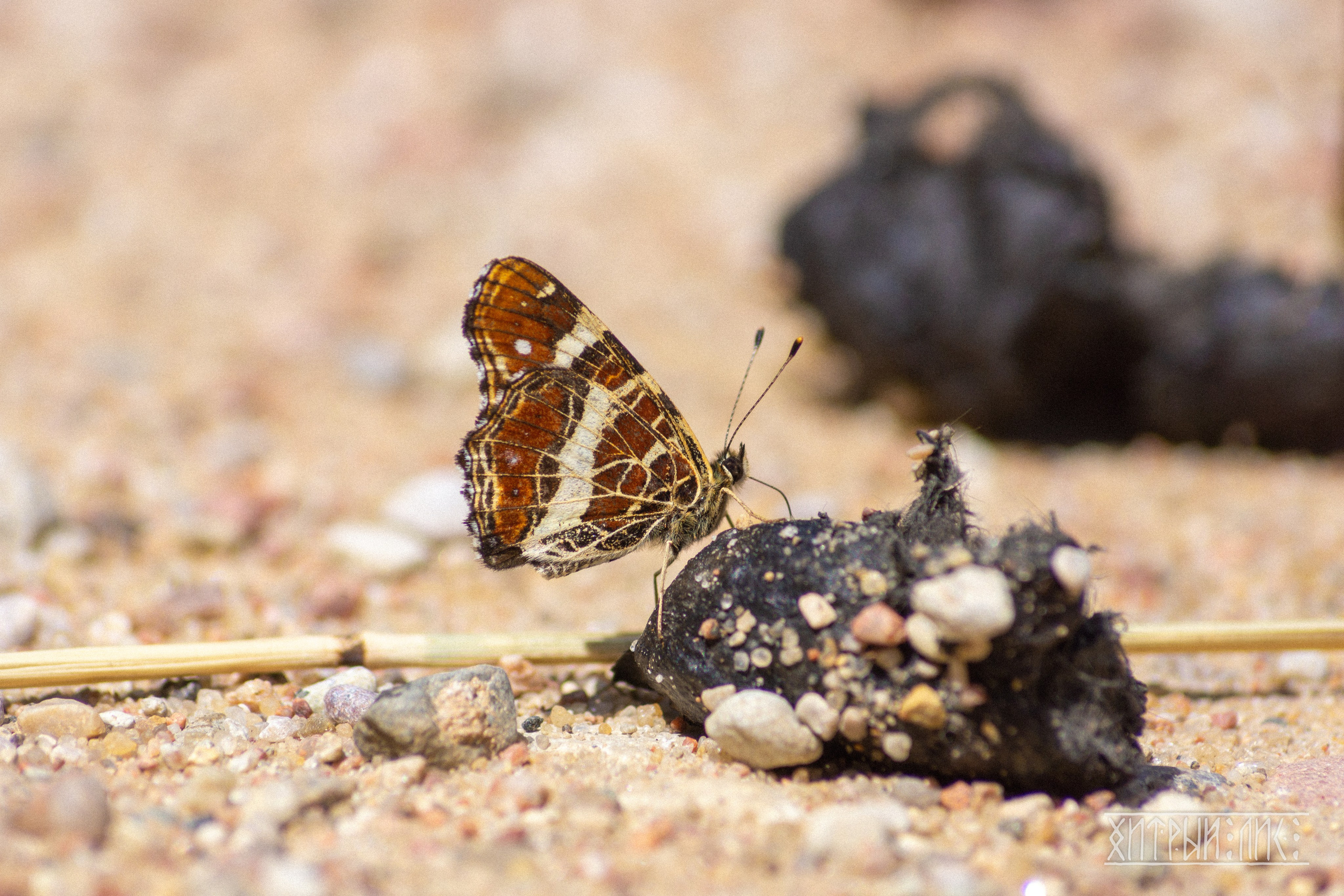 Беларусь. Фотограф-путешественник Самойлов Максим «Sly Fox»