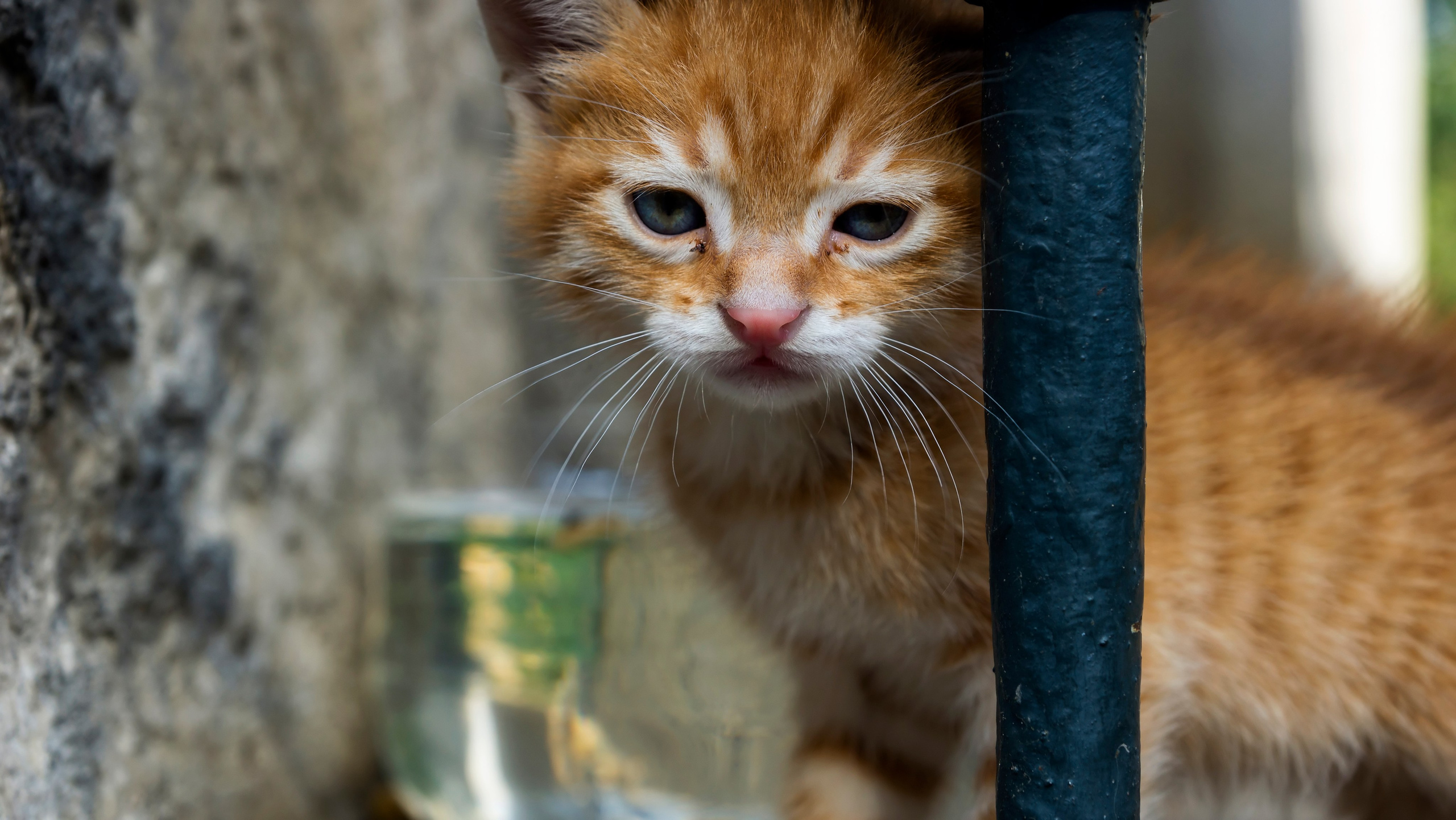Стамбульские кошки. Фотограф-путешественник Самойлов Максим «Sly Fox»