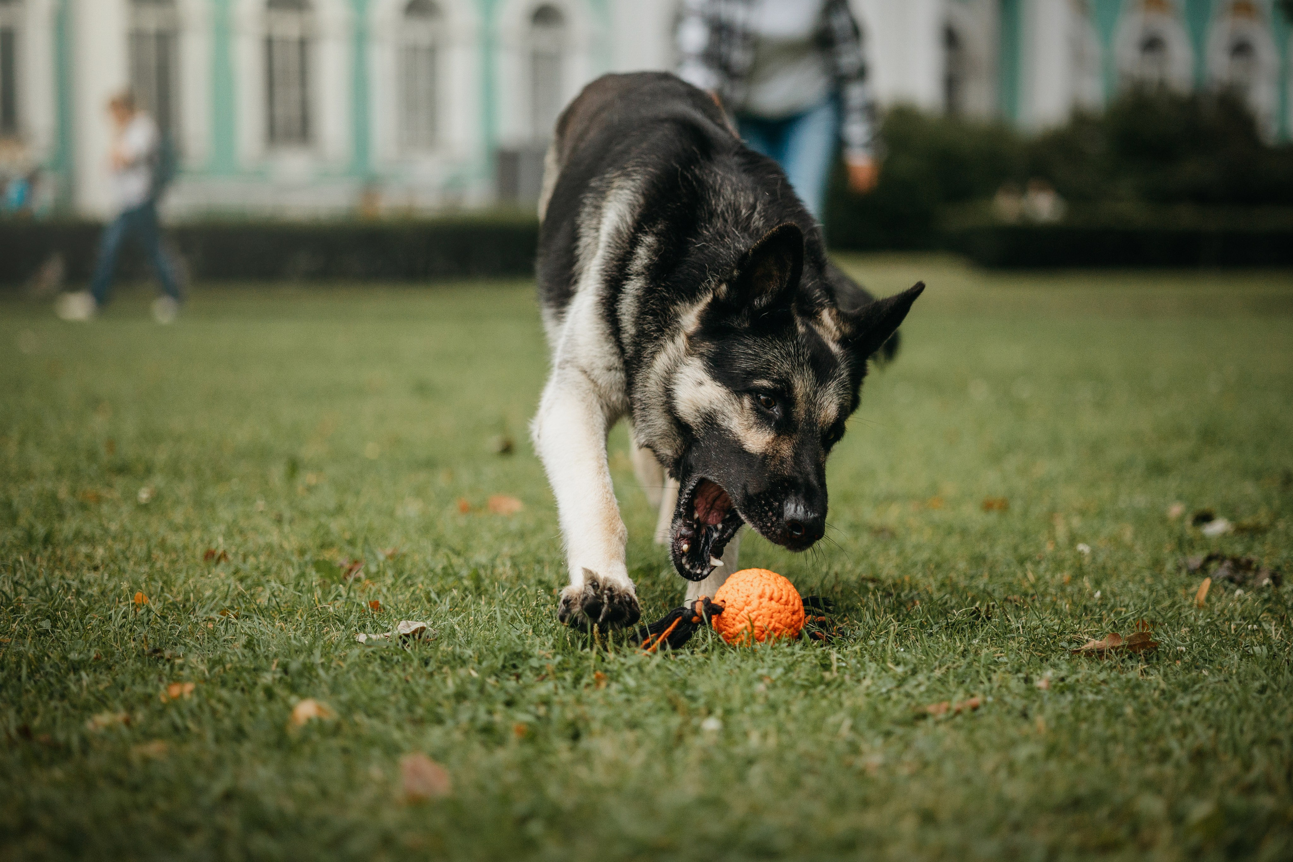 Рей и Ксения. Фотограф — Анималист | Санкт-Петербург