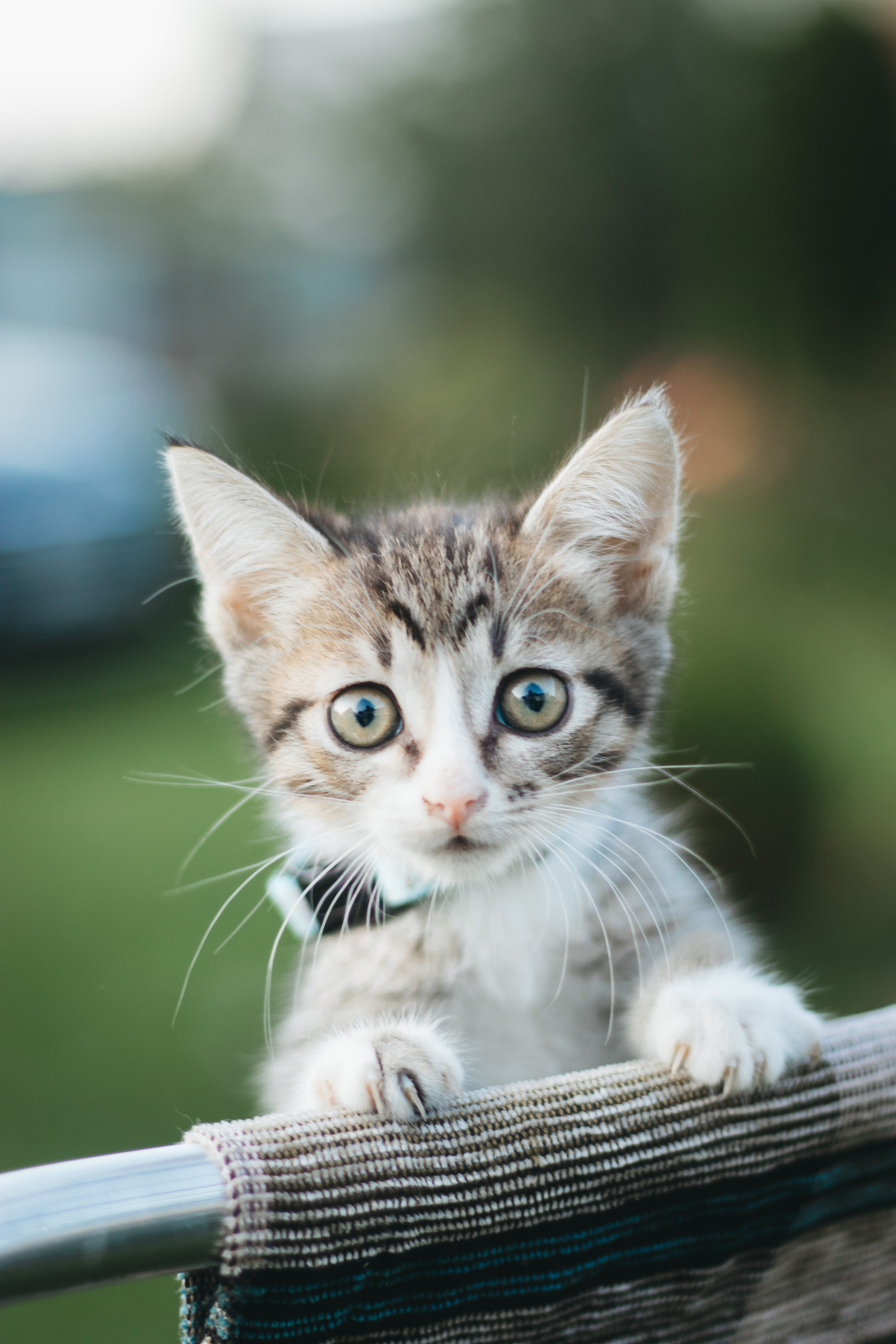Котики. Фотограф в Москве (анималистика, коммерция, репортаж, спорт)