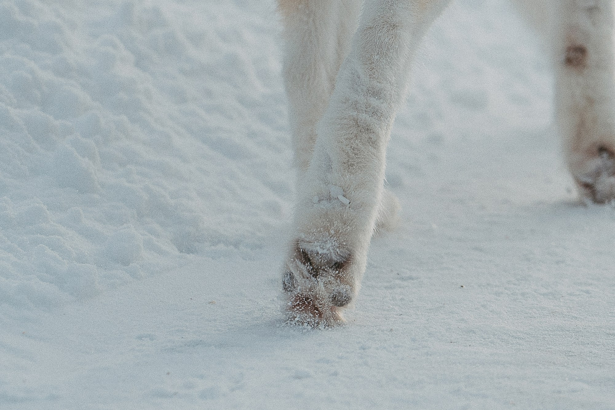 Полина, Уго и Пышка. Фотограф анималист в Москве и Санкт-Петербурге Свиридова Анна
