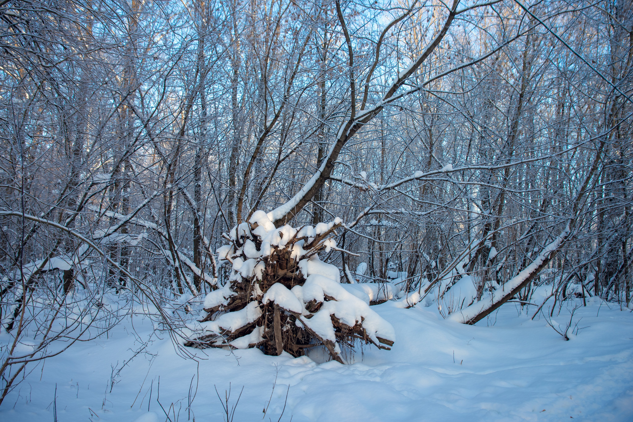 Зимушка зима. Фотограф Крещение Венчание Москва