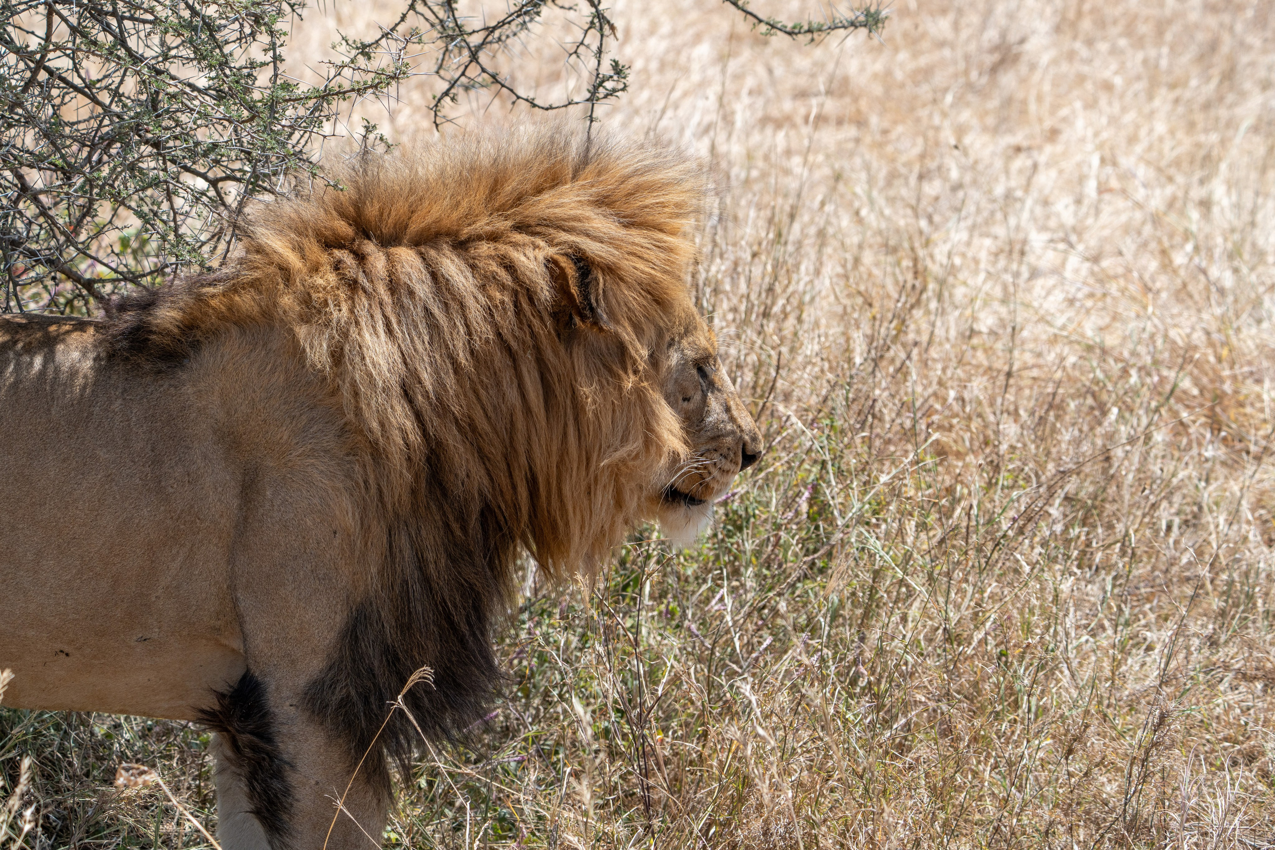 Танзания, сафари, 2025. Творческие сьемки