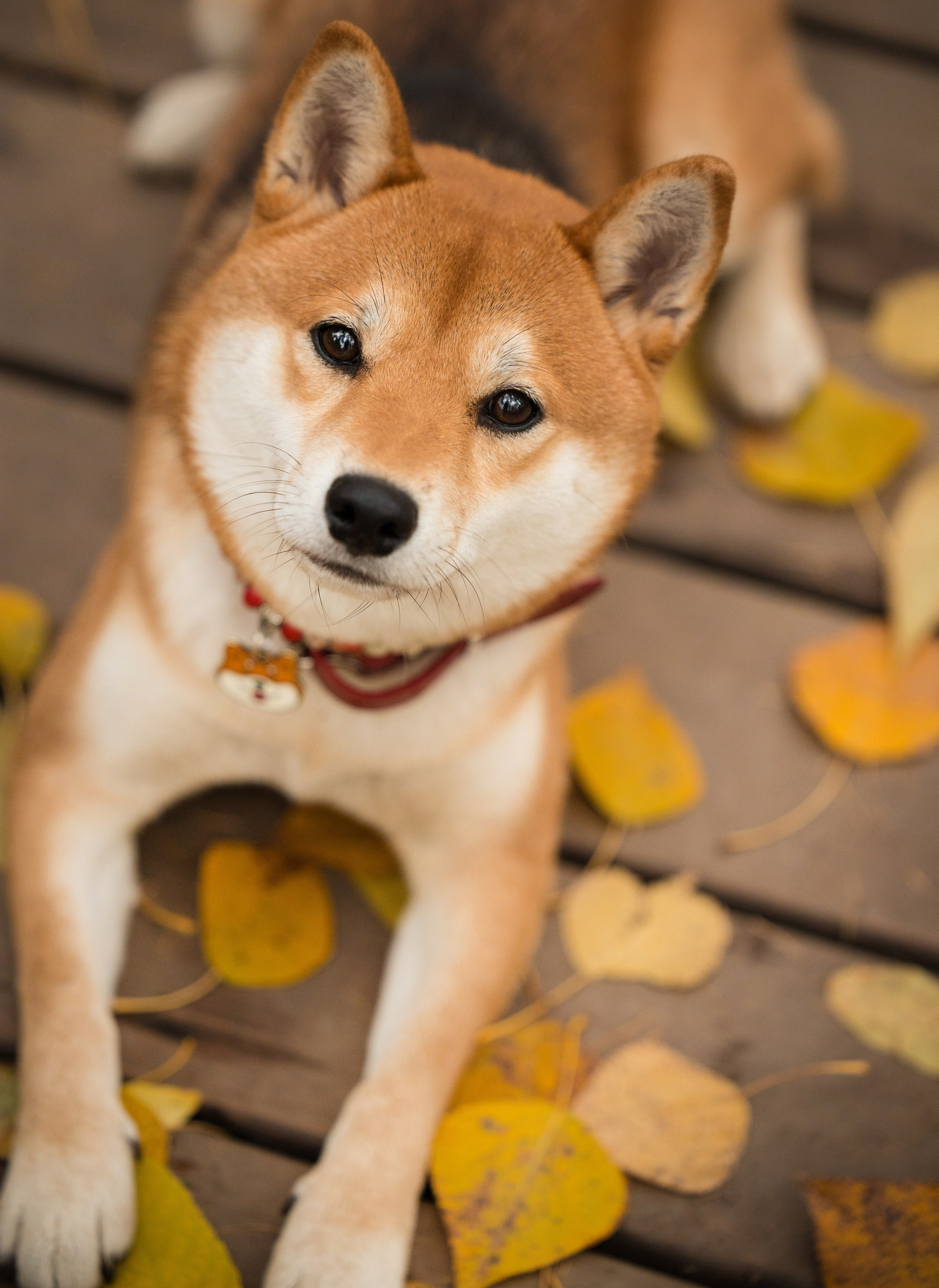 Портфолио. Фотограф-анималист в Екатеринбурге Марина Шишкина