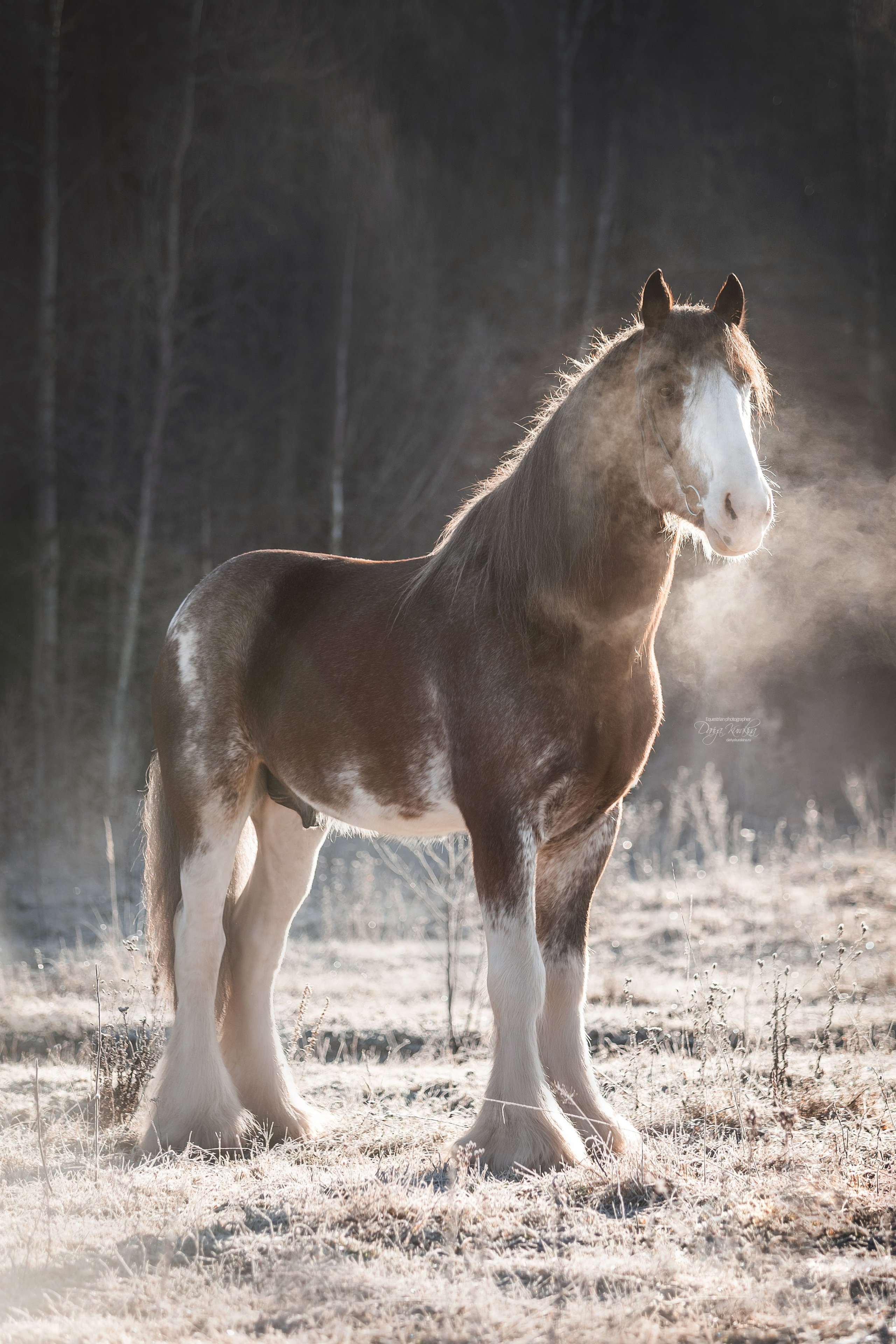 Komardins. Конный фотограф Куракина Дарья • Фотосессии с лошадьми