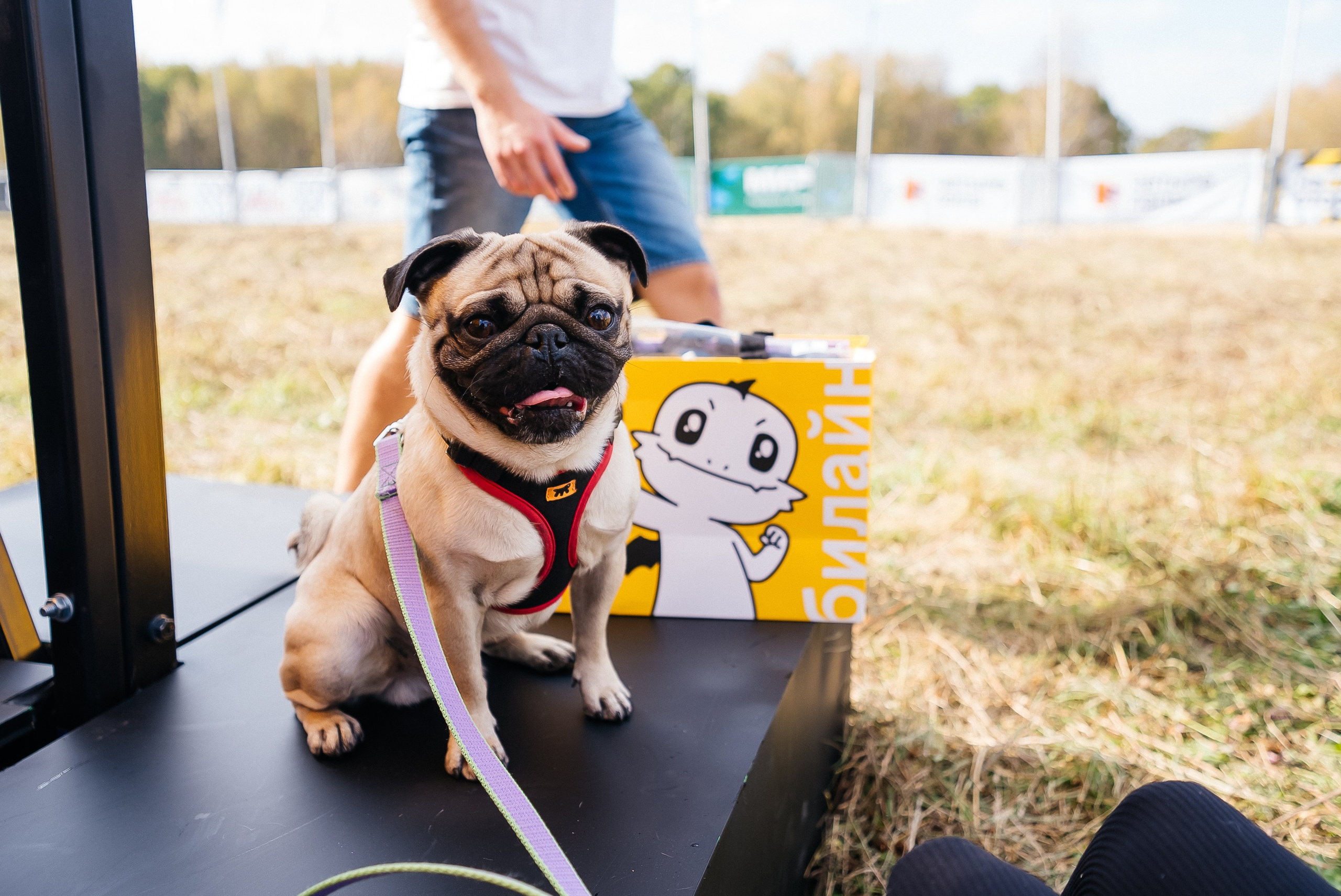 Билайн. Павел Краснов — Свадебный и репортажный фотограф в Москве