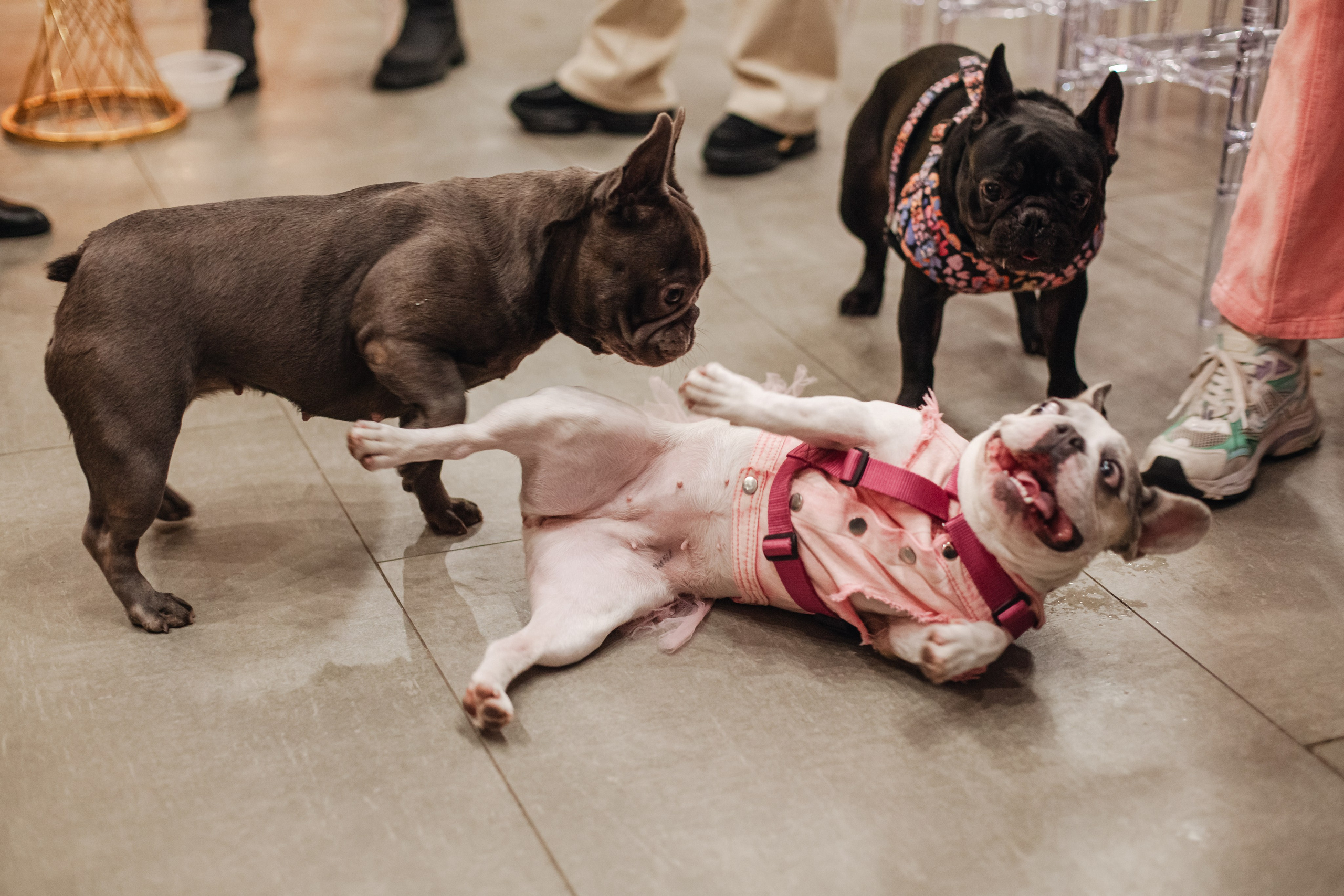 Бульёлка 2024. Фотограф-анималист Татьяна Степанова