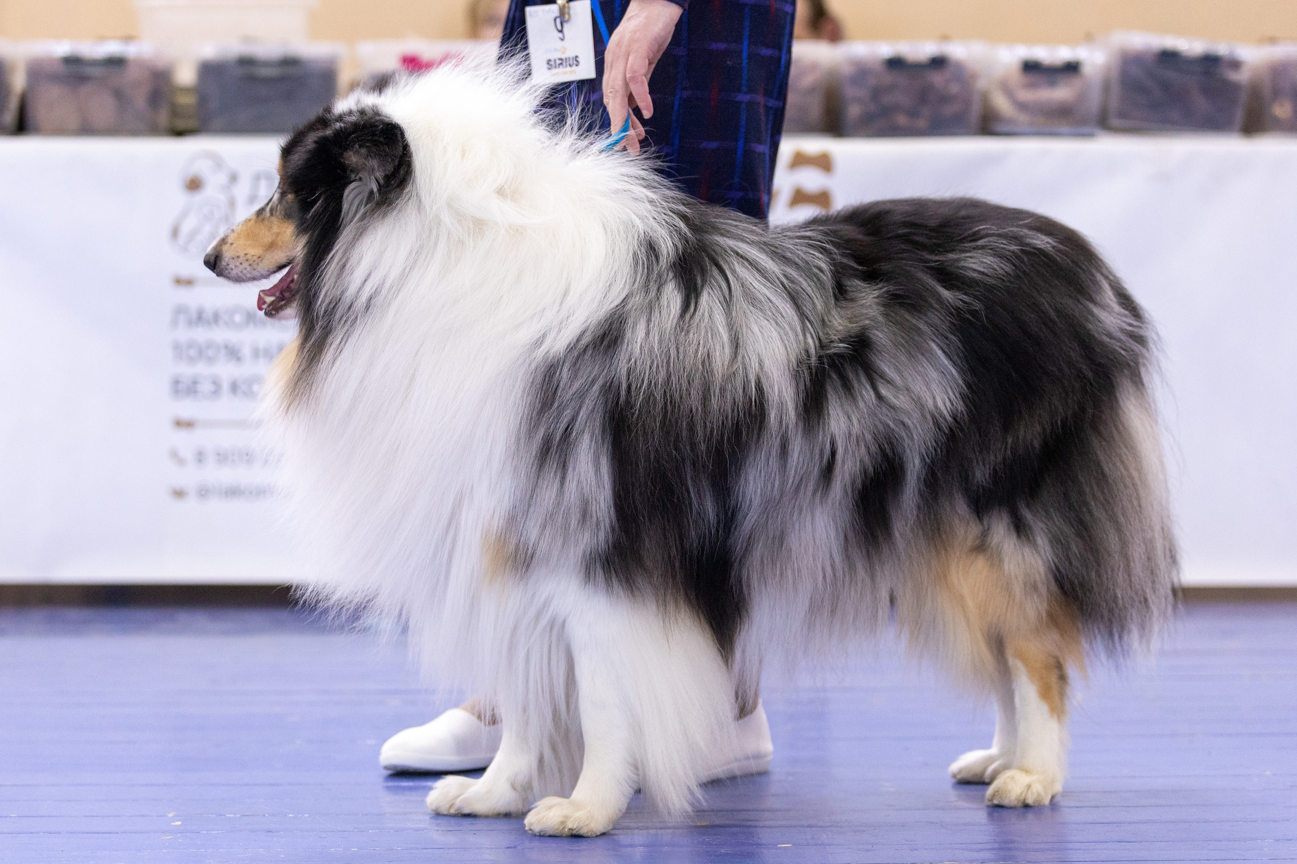 Собаки. Фотограф Яна Матвеева в Ижевске