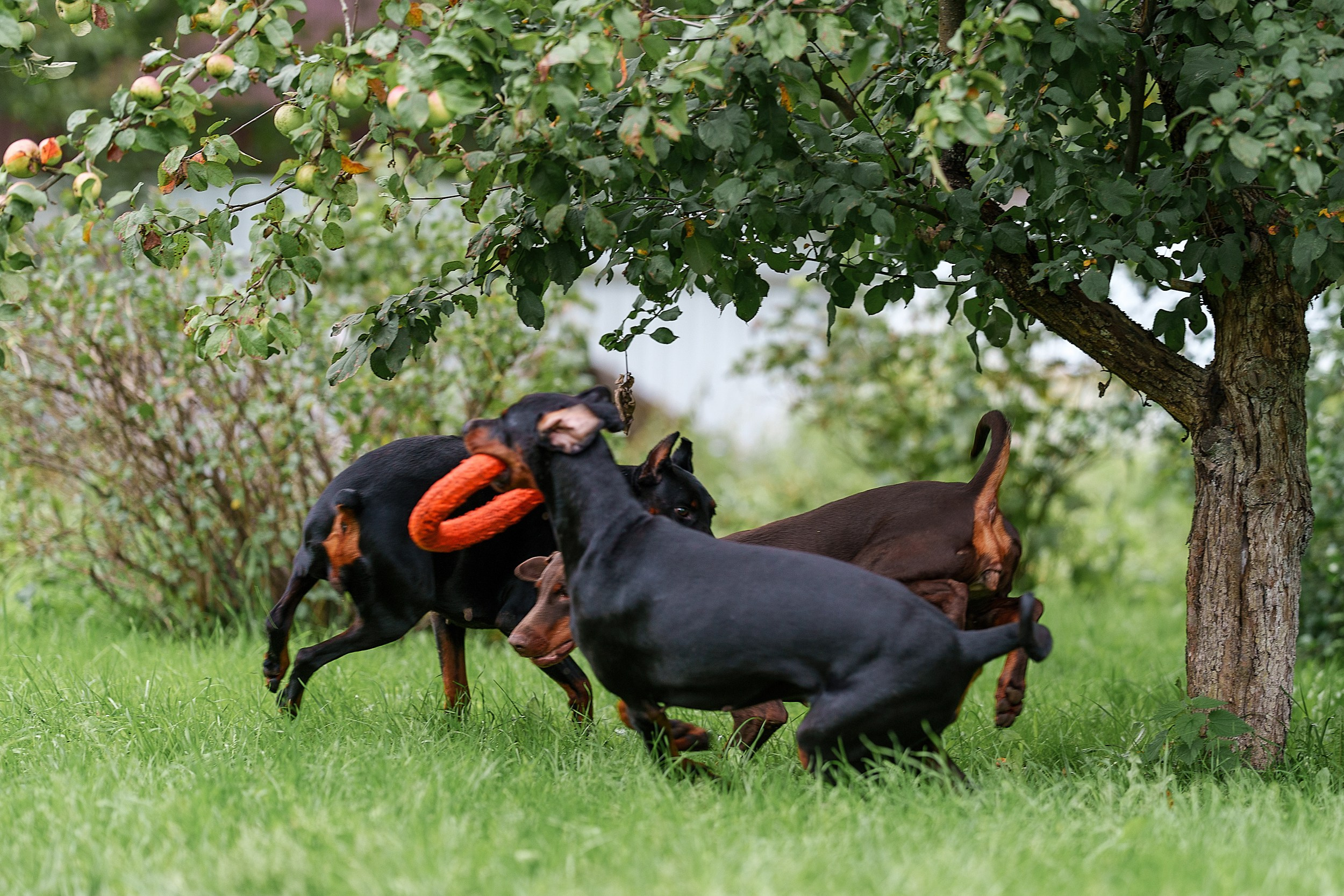 Мика и Фанта. Фотограф анималист Ольга Луканенкова в Москве