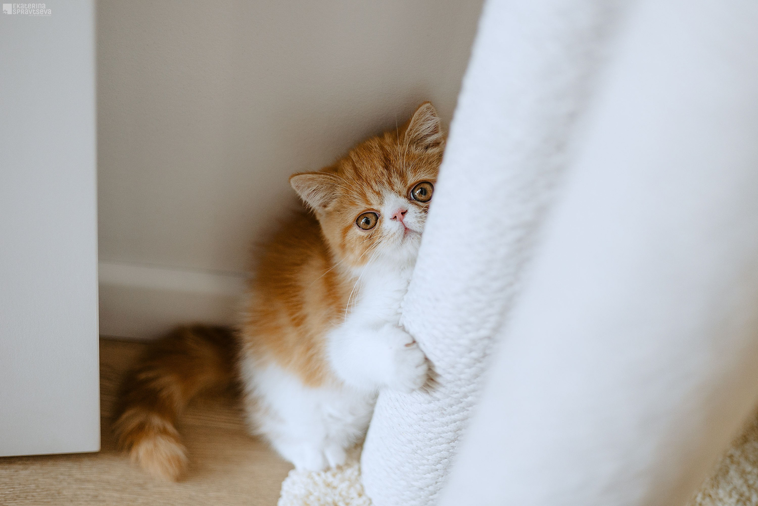 Малыш Уникум, Лиза и Миша. Фотограф Анималист Екатерина Справцева в Нижнем Новгороде