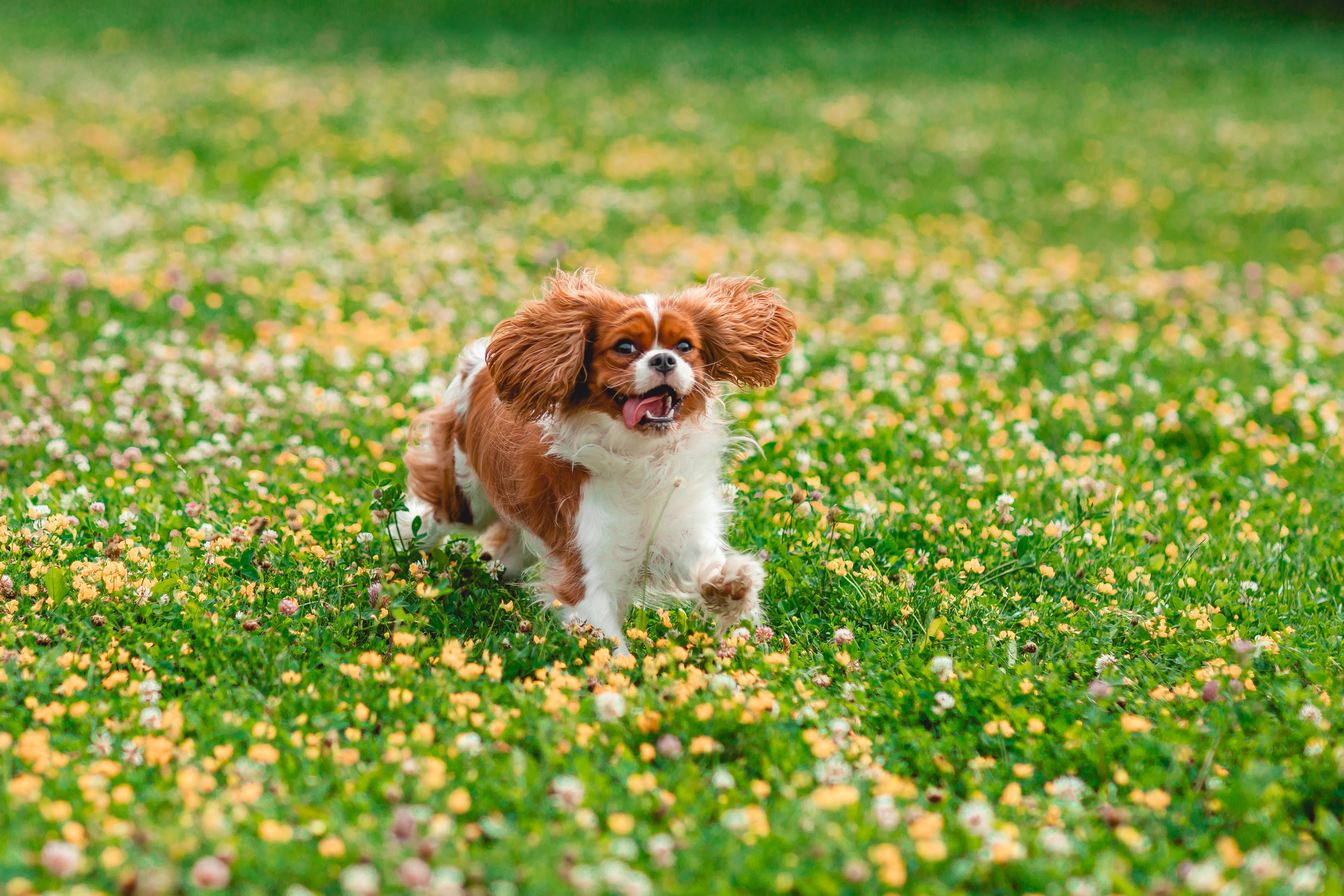 Ольга и семья. Семейный фотограф анималист Мария Крючкова