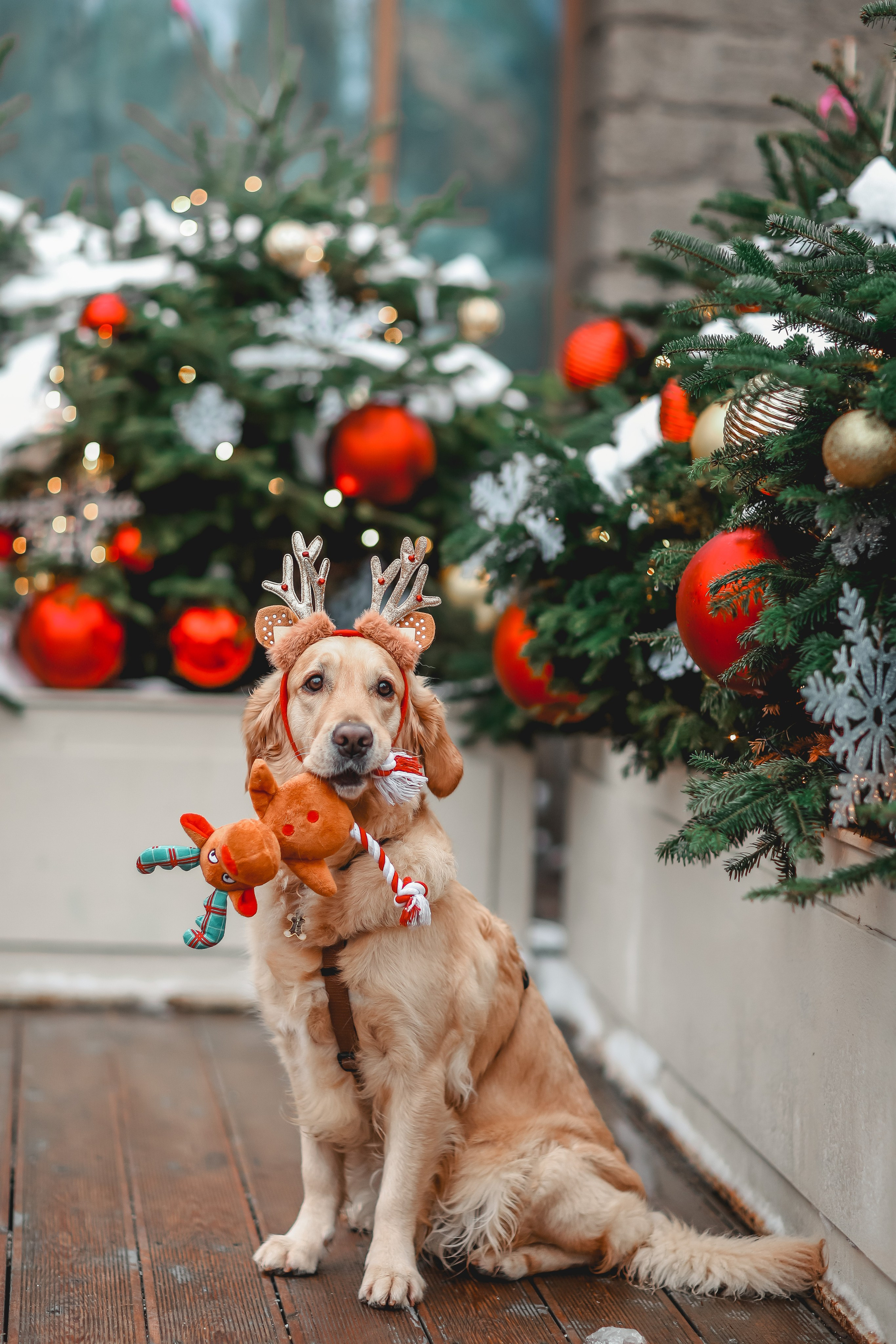 Марина и Чили. Семейный фотограф анималист Мария Крючкова