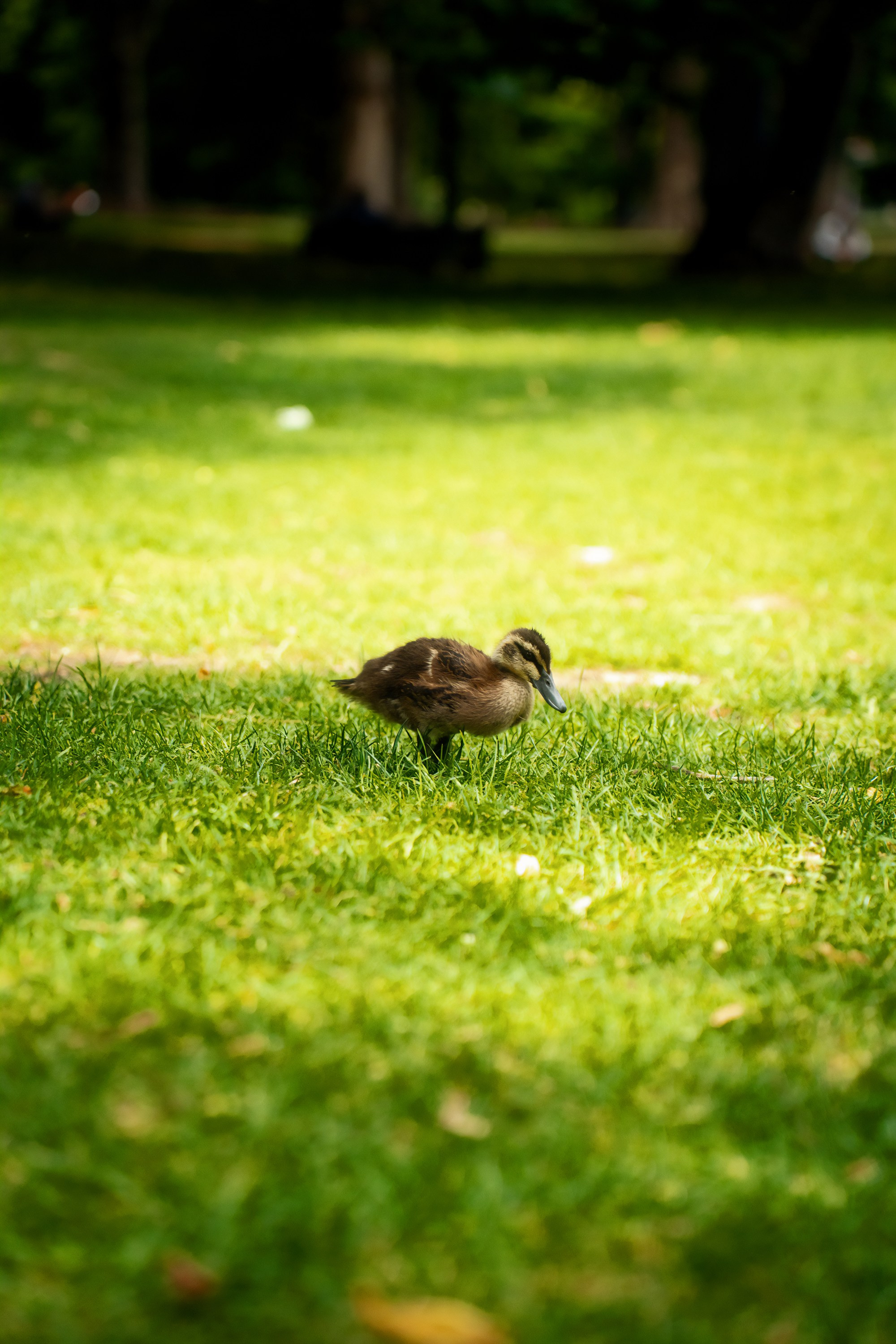 Портфолио. Фотограф в Хабаровске. Фотография за 24 часа