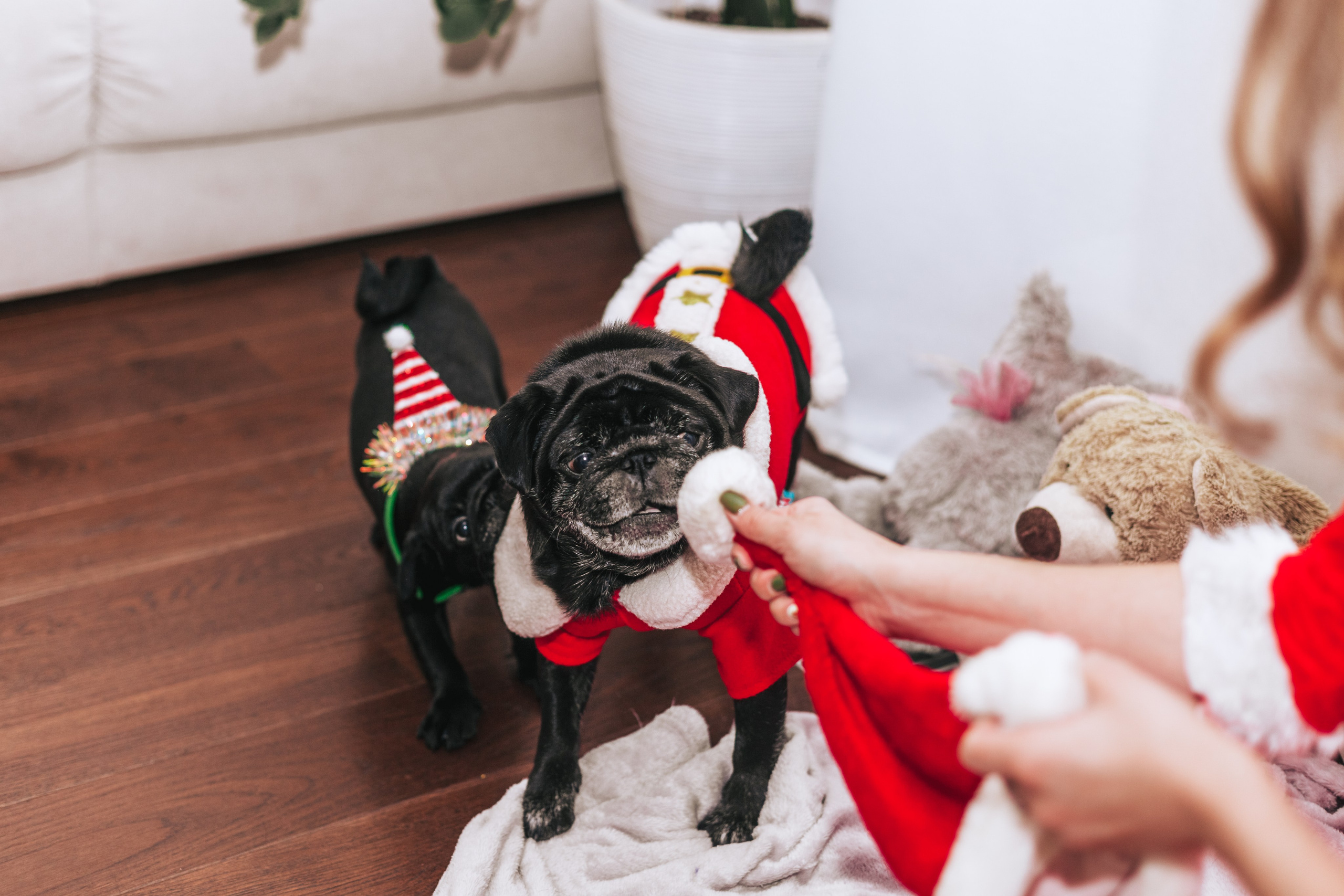 Домашняя фотосессия Оли и двух ее мопсов. Фотограф-анималист Татьяна Степанова