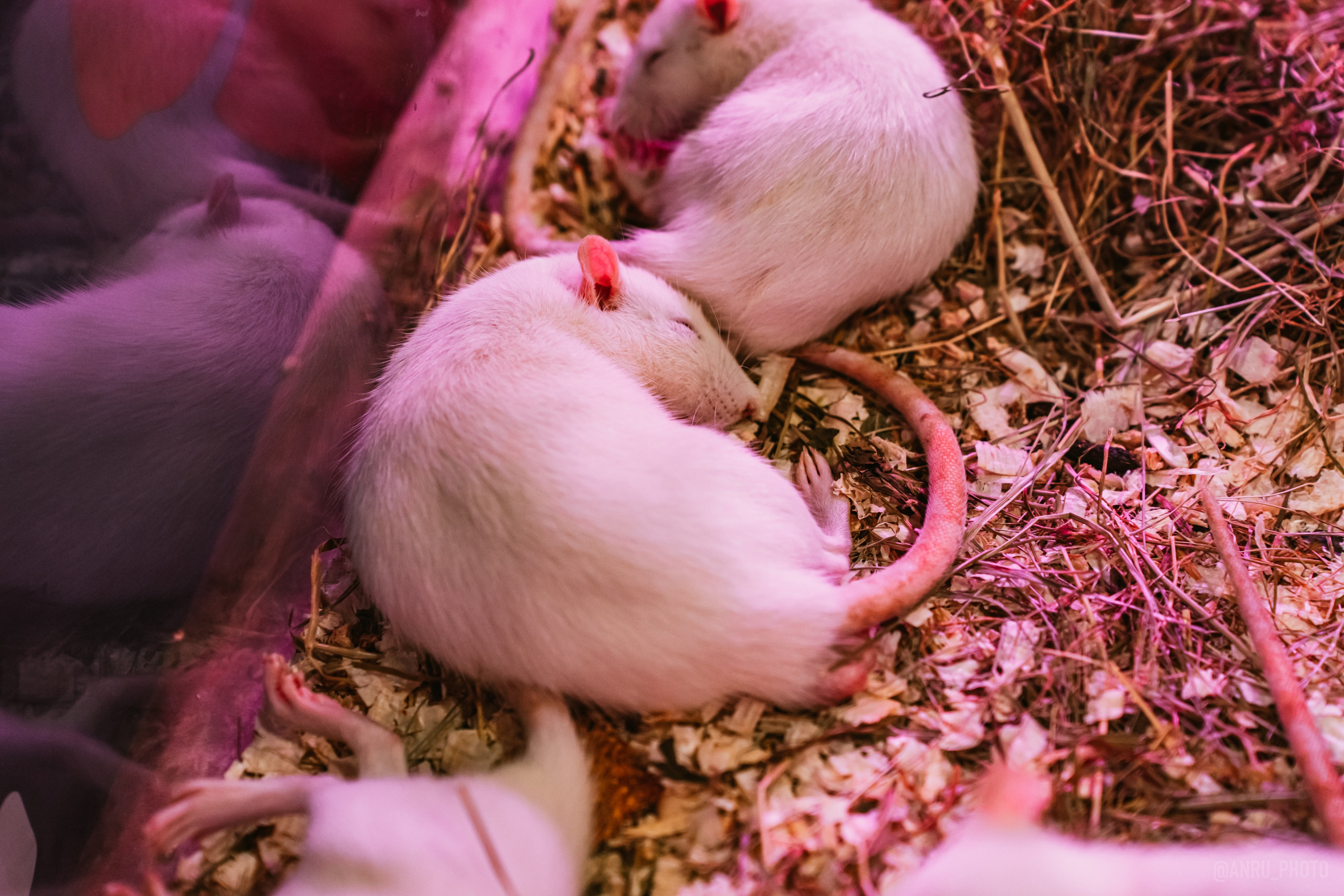 Рептилиум. Репортажный фотограф Анастасия Рубцова