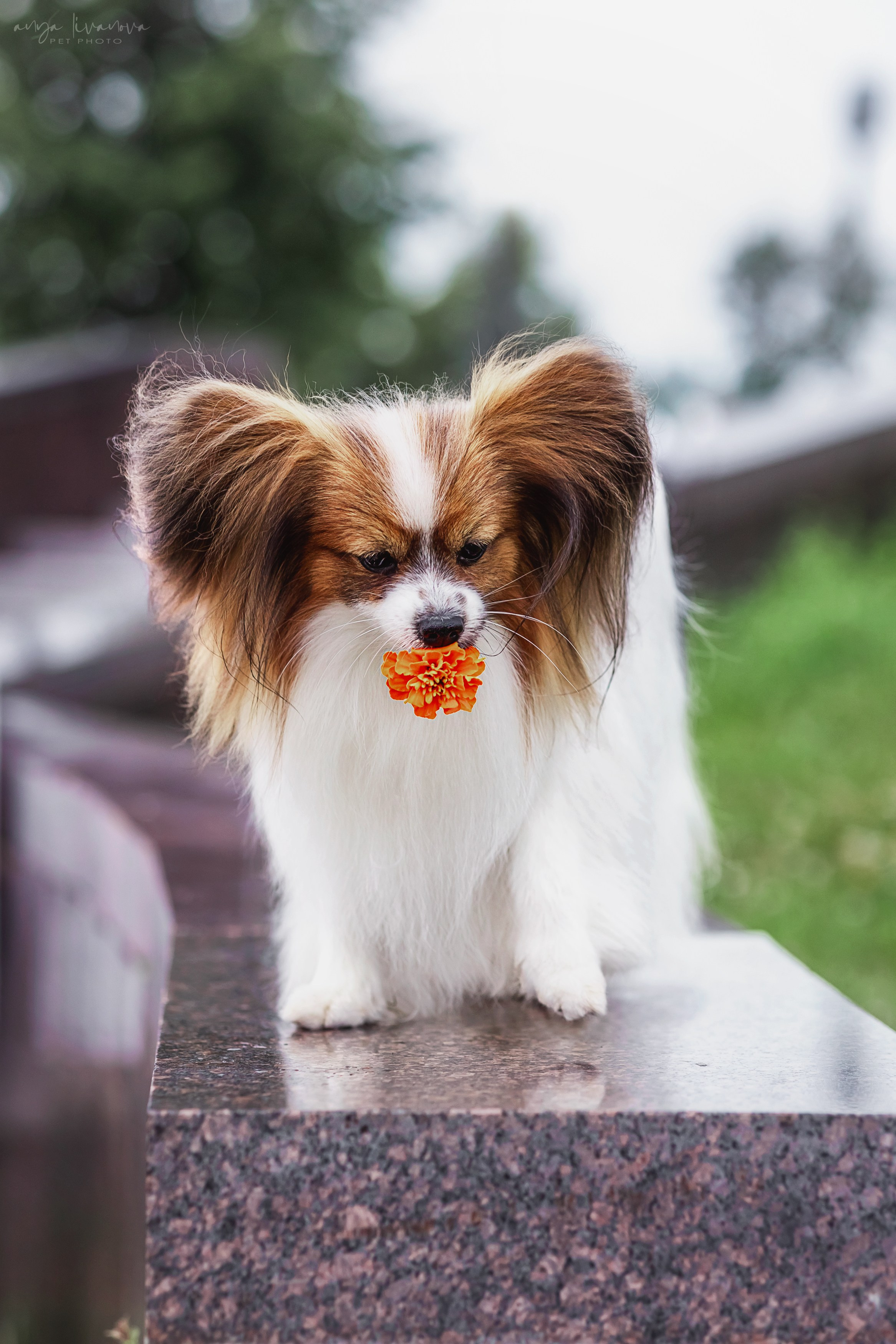 Елена и папийоны. Фотограф анималист Аня Ливанова | Рыбинск