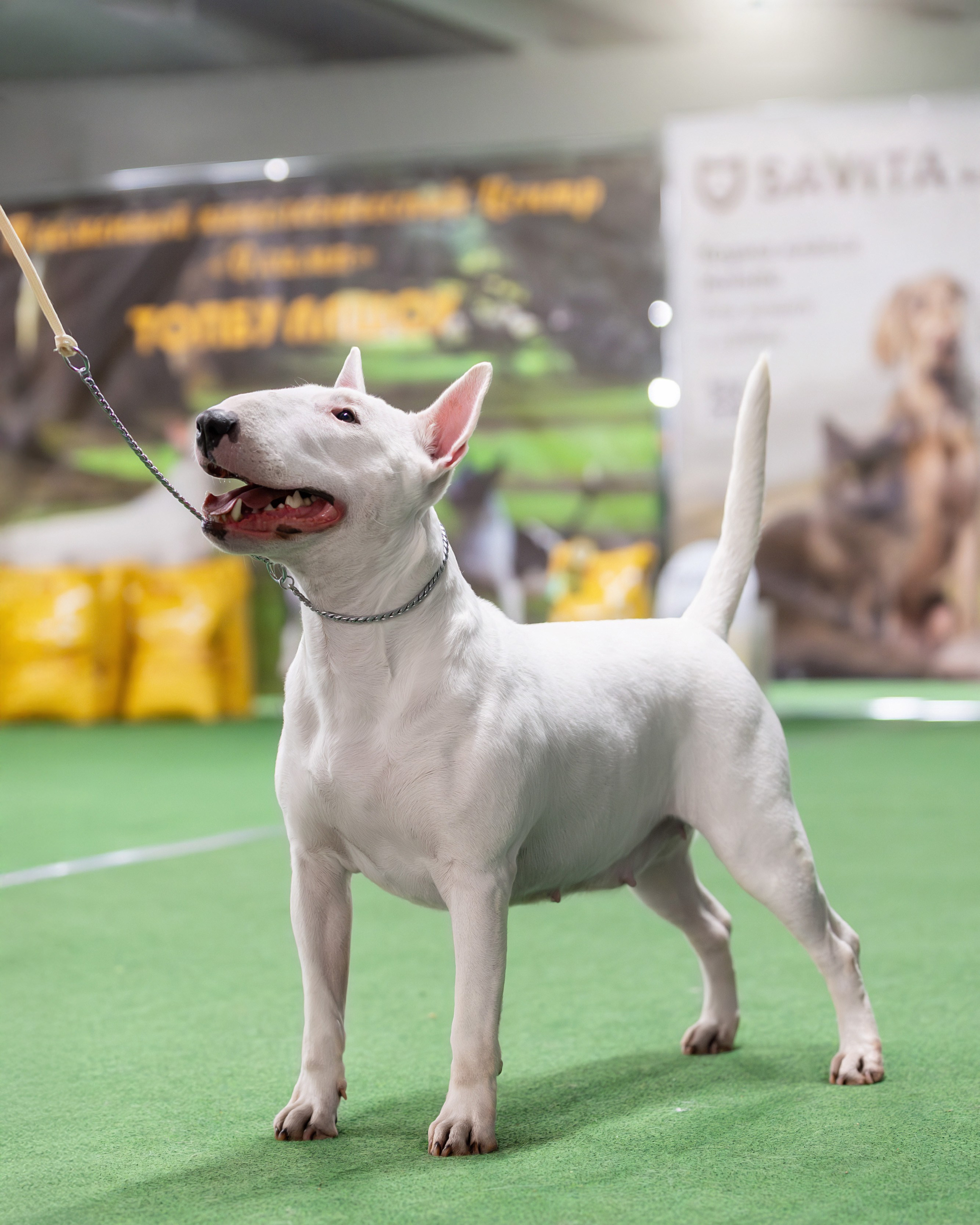 Съемка на выставках. Фотограф-анималист в Санкт-Петербурге — Юлия Чайкина