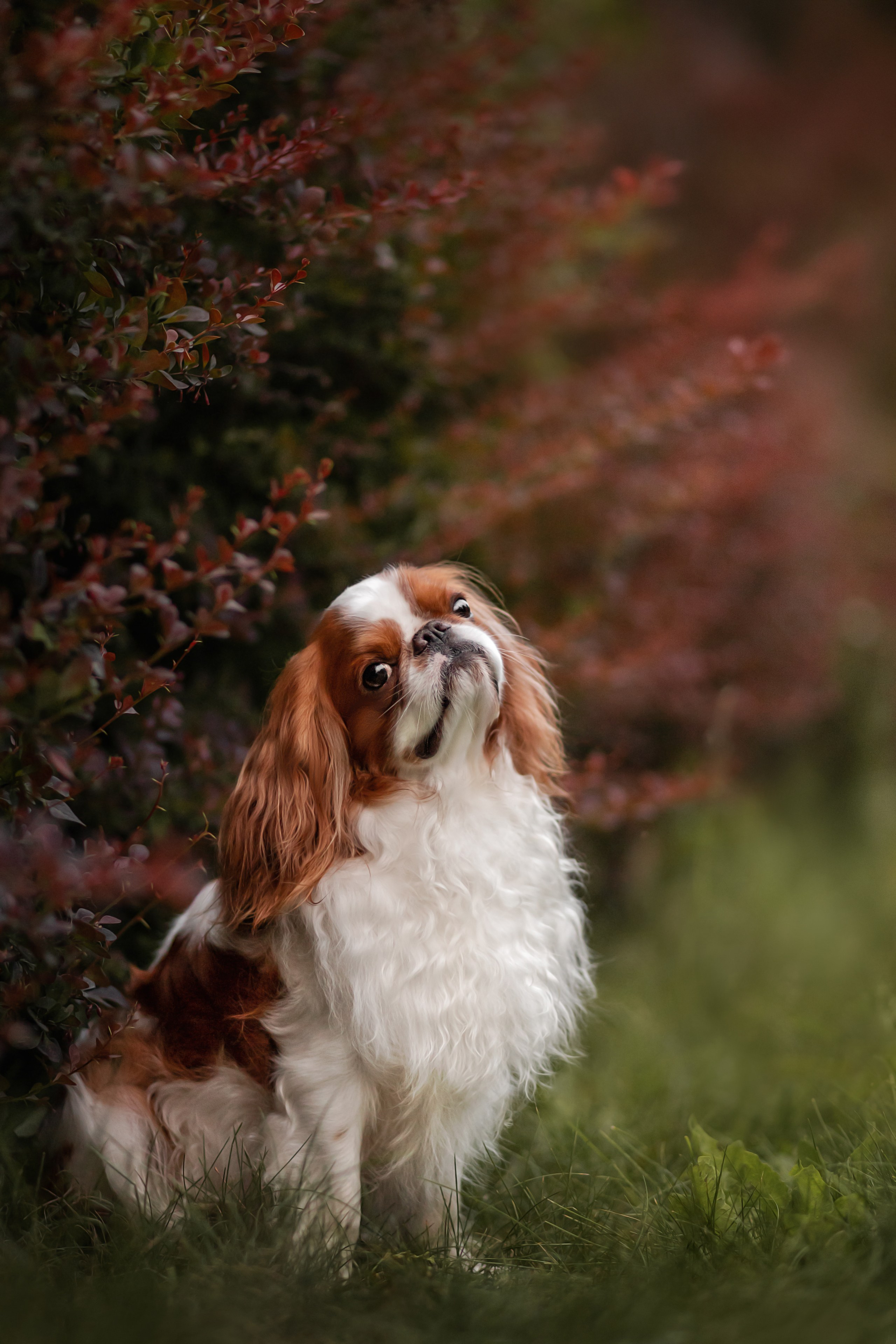 Портретная съемка. Фотограф-анималист в Санкт-Петербурге — Юлия Чайкина