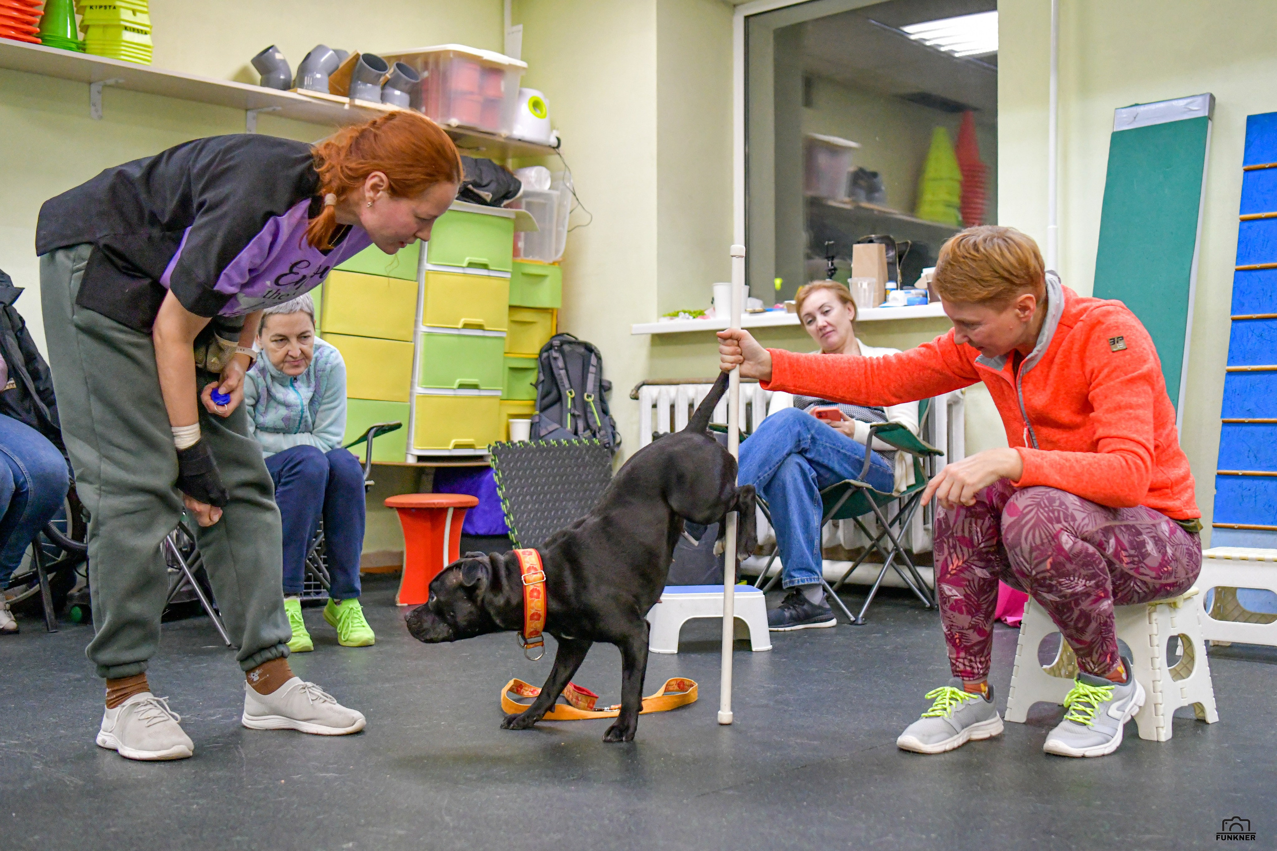 Кинологический клуб «Бодрый хвост». Свой взгляд через объектив