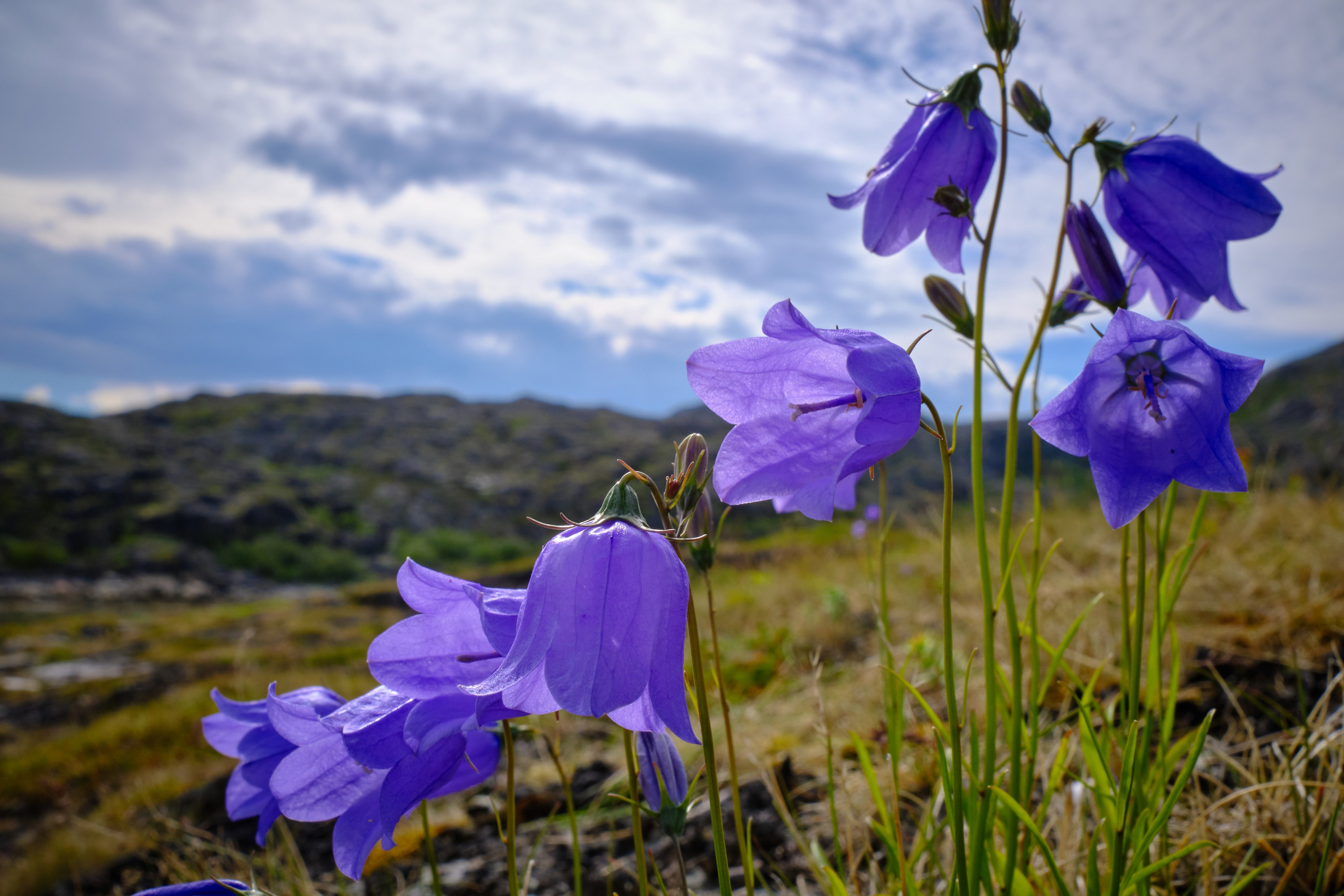Мир растений. Пейзажи Крайнего Севера. Баренцево море, Рыбачий, Средний, Немецкий