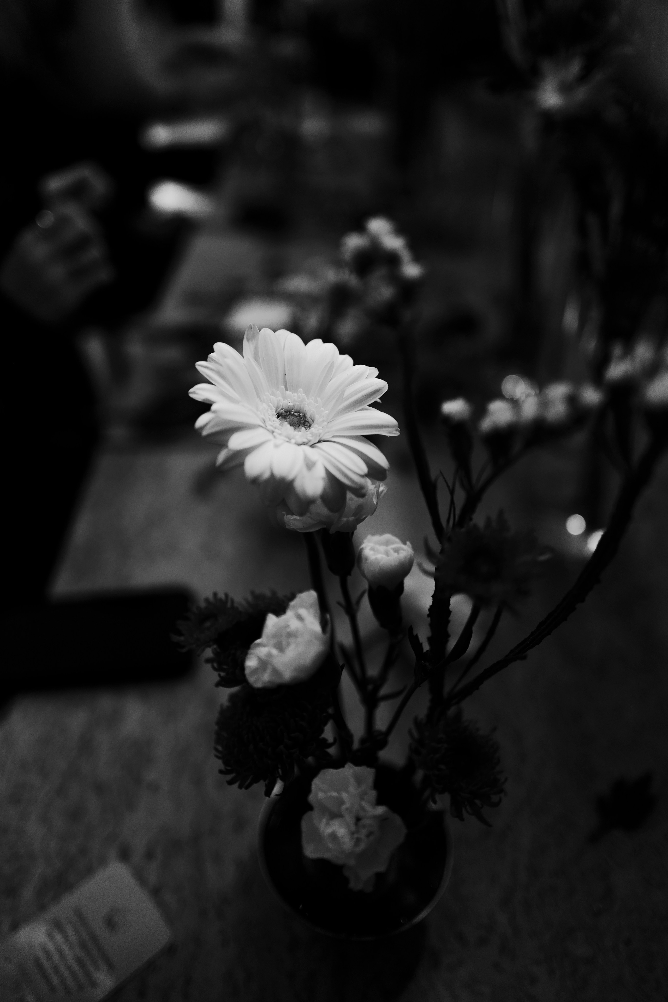 Lu Girls Only. Maxon Magnusson