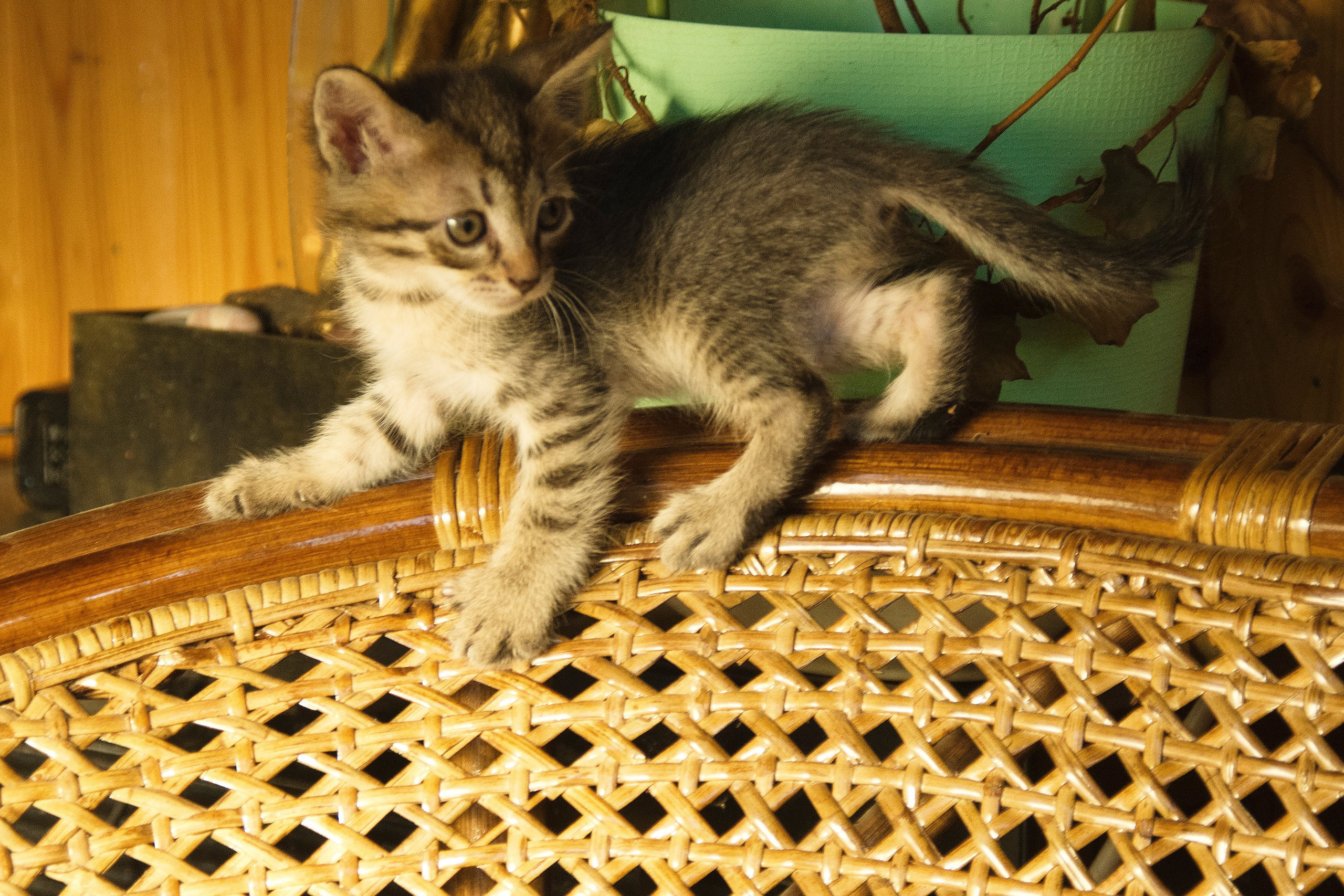 Котята на кушетке. Фотограф Евгений Симохин