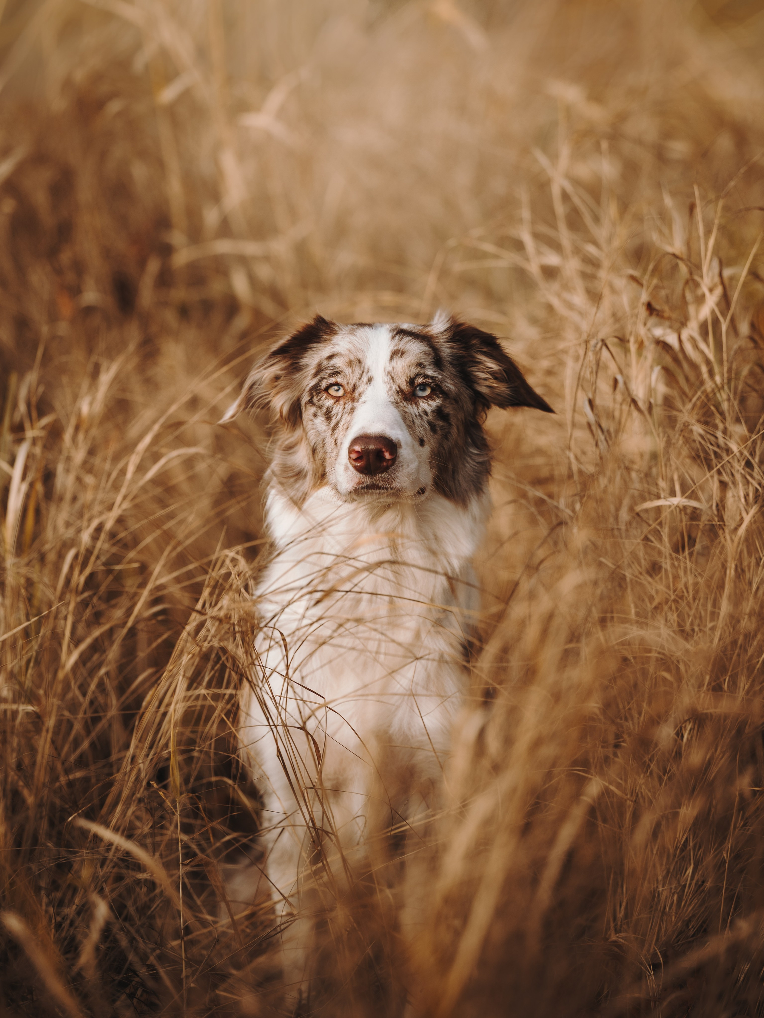 Настя, Максим, Орео и Норд. Семейный фотограф анималист Ананьева Мария — Москва
