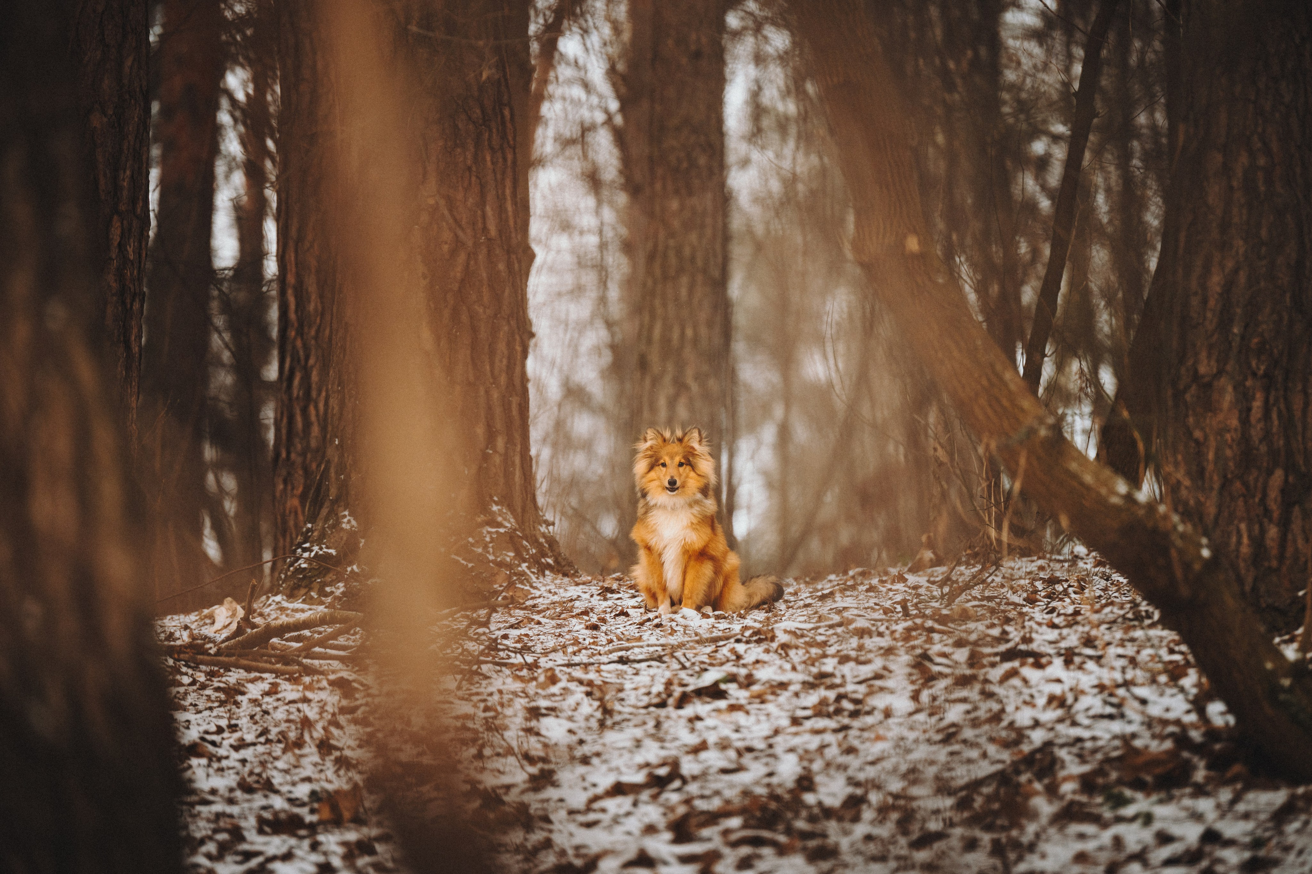 Дарья, Стас и Спика. Семейный фотограф анималист Ананьева Мария — Москва