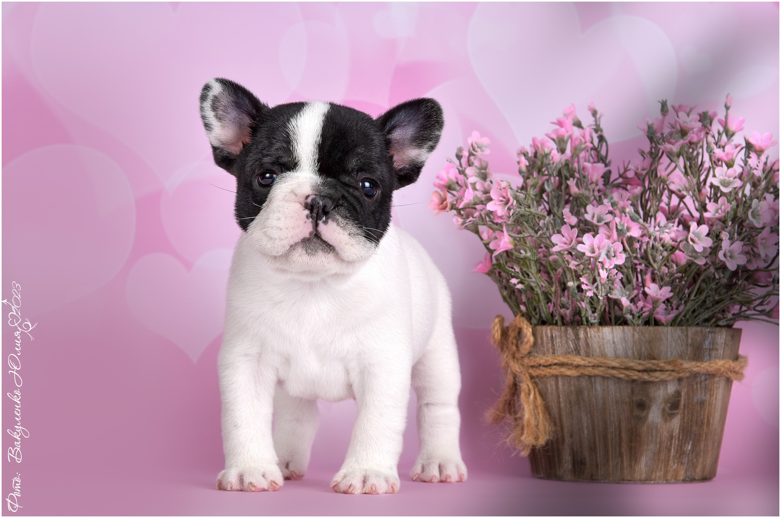 Студийная съемка. Фотограф анималист | семейный Юлия Вакуленко, г. Краснодар