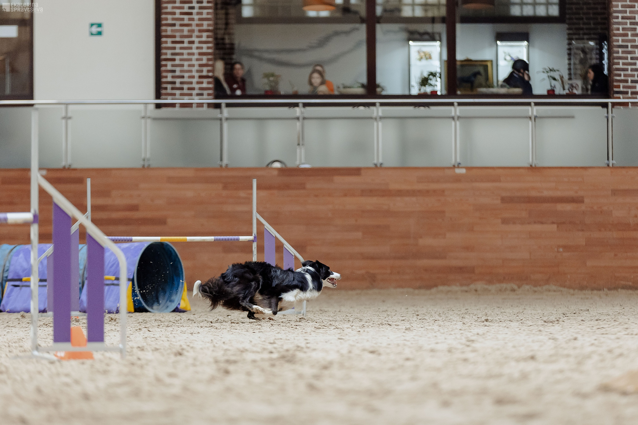 ЧРКФ Аджилити в Максима. Фотограф Анималист Екатерина Справцева в Нижнем Новгороде