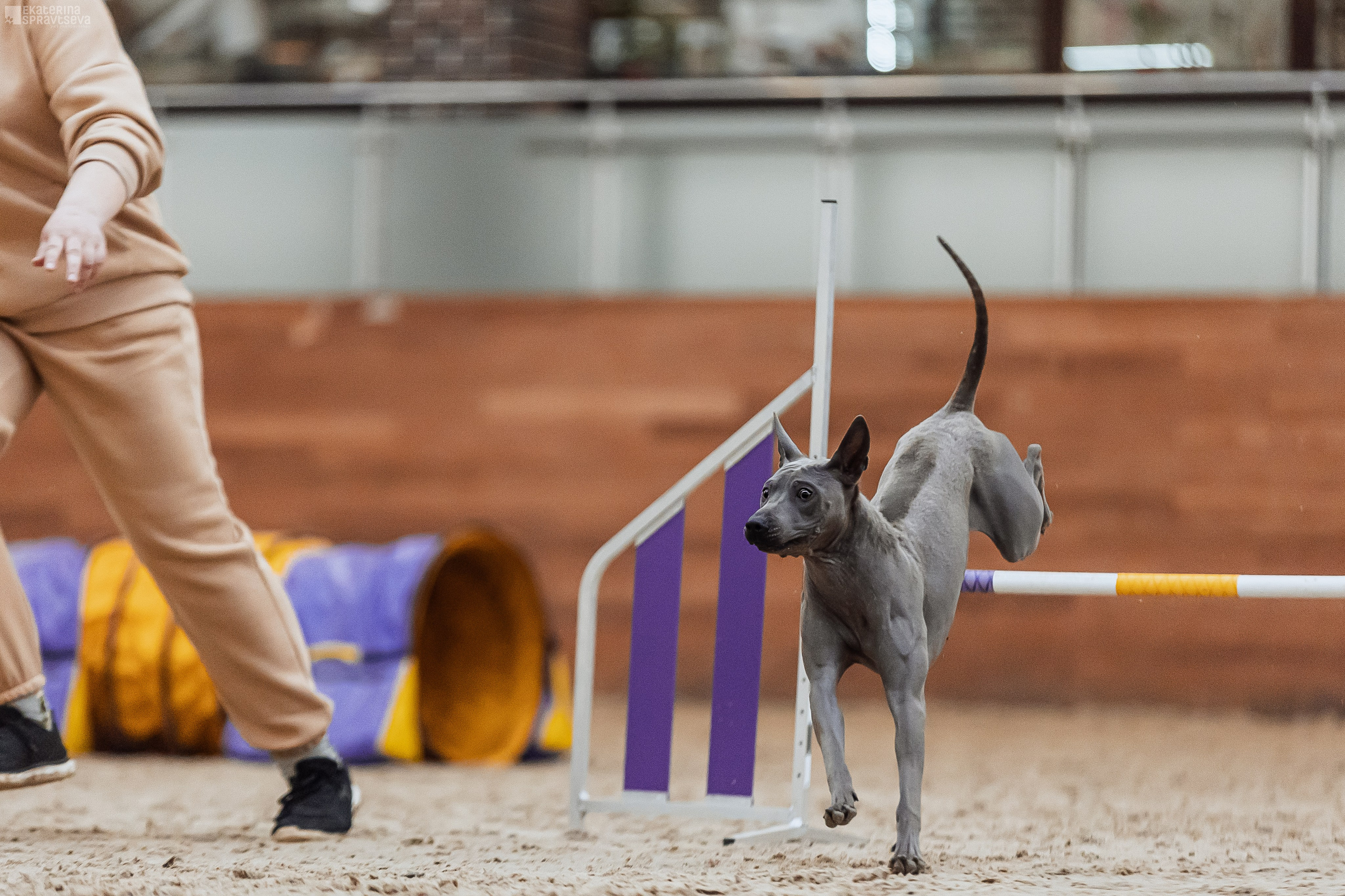 ЧРКФ Аджилити в Максима. Фотограф Анималист Екатерина Справцева в Нижнем Новгороде
