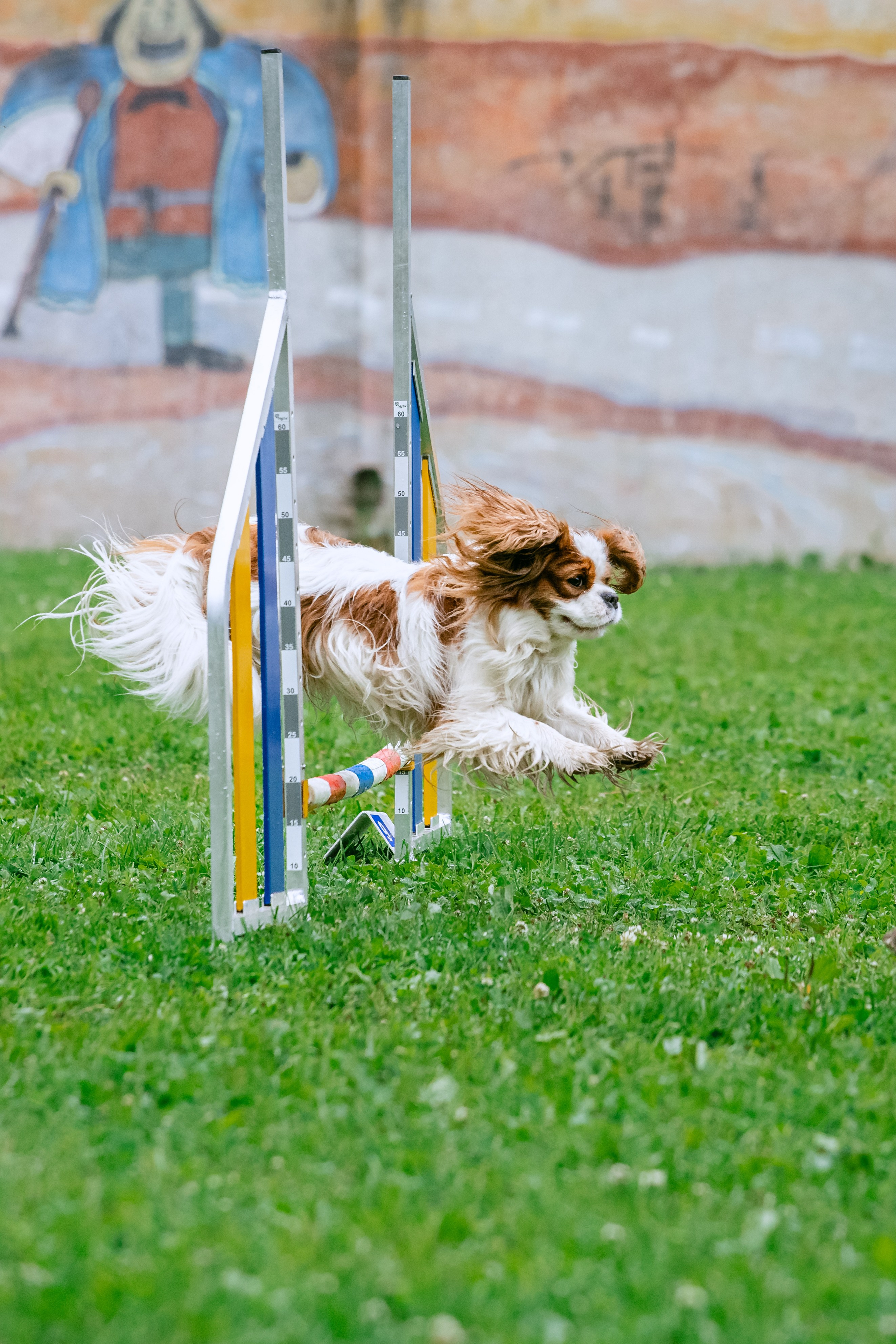 Соревнования по аджилити Долгопрудный 30.06.2025. Фотограф-анималист Татьяна Степанова
