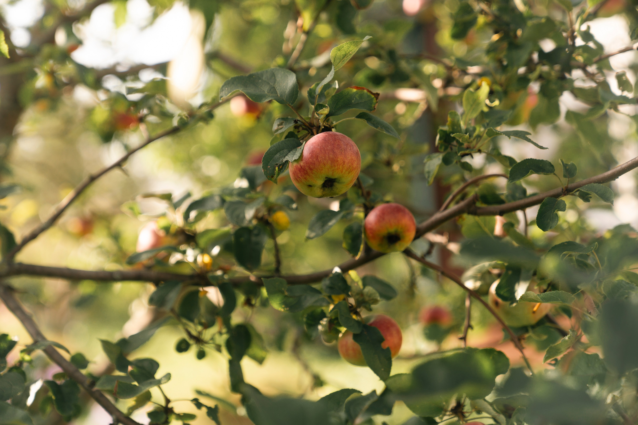 Света и Мевлют. Свадебный фотограф в Москве Кристина Чехова