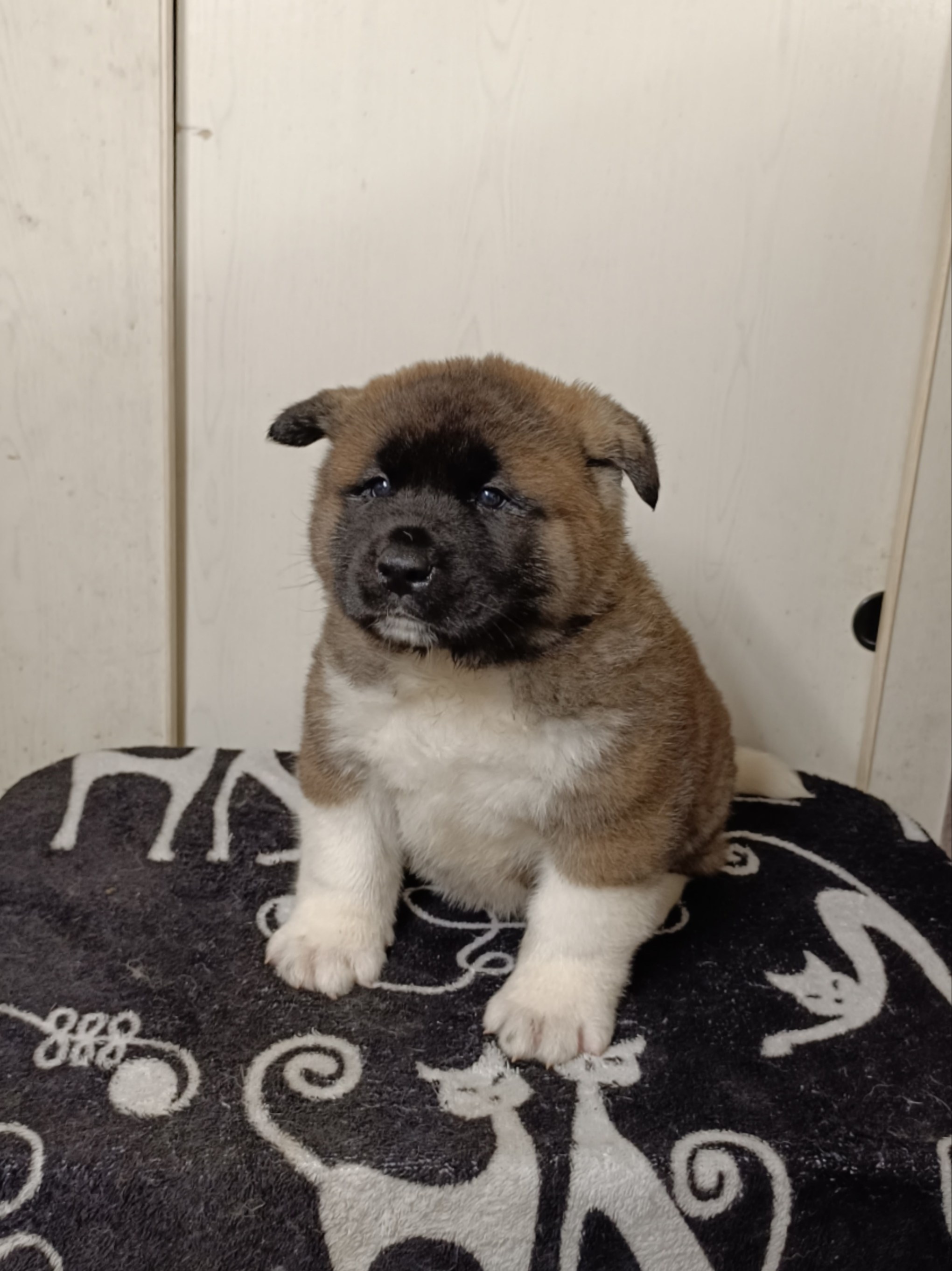 Rubylight Cirrus. Американская акита I Сиба ину I Питомник RUBYLIGHT