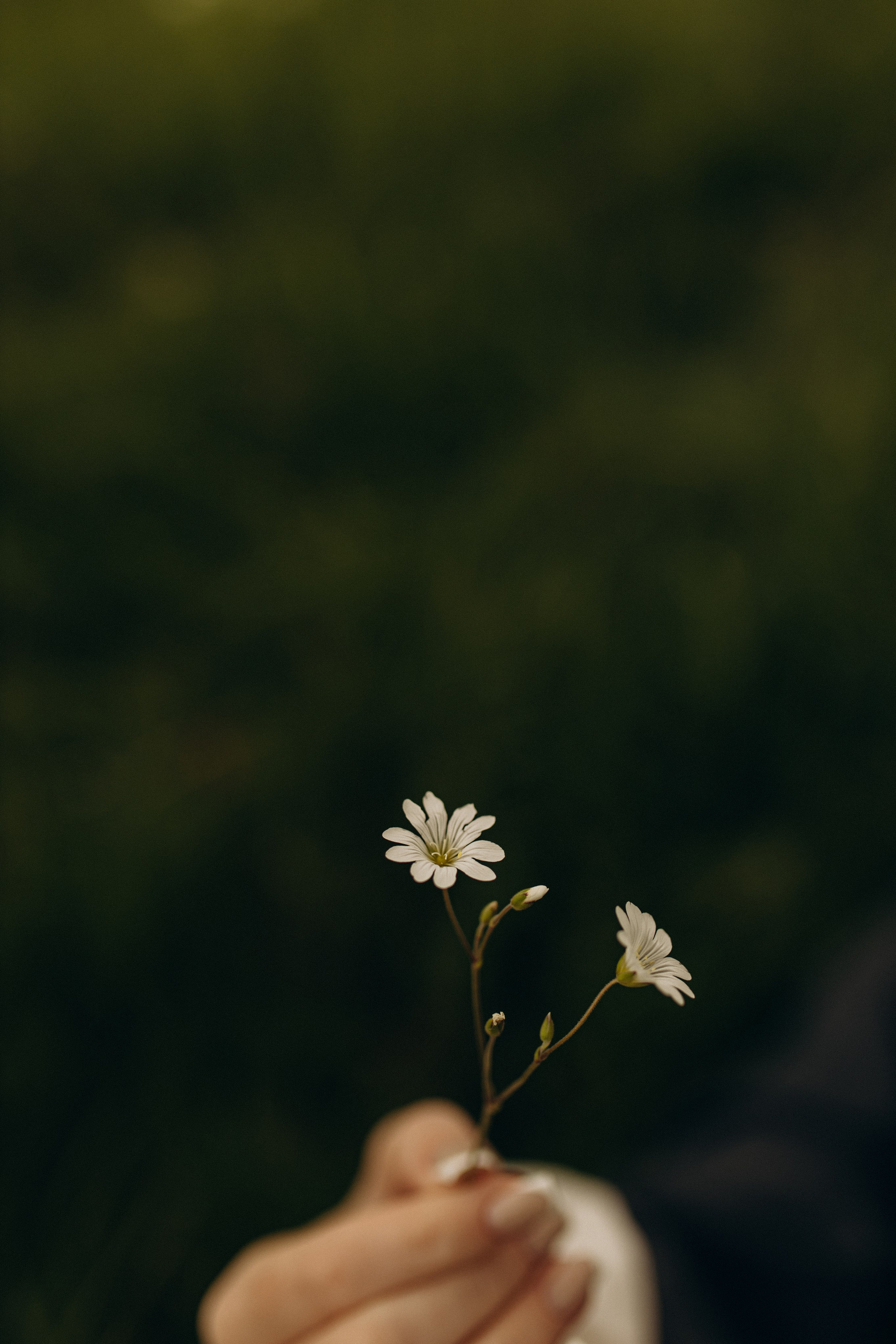 Алина. Услуги