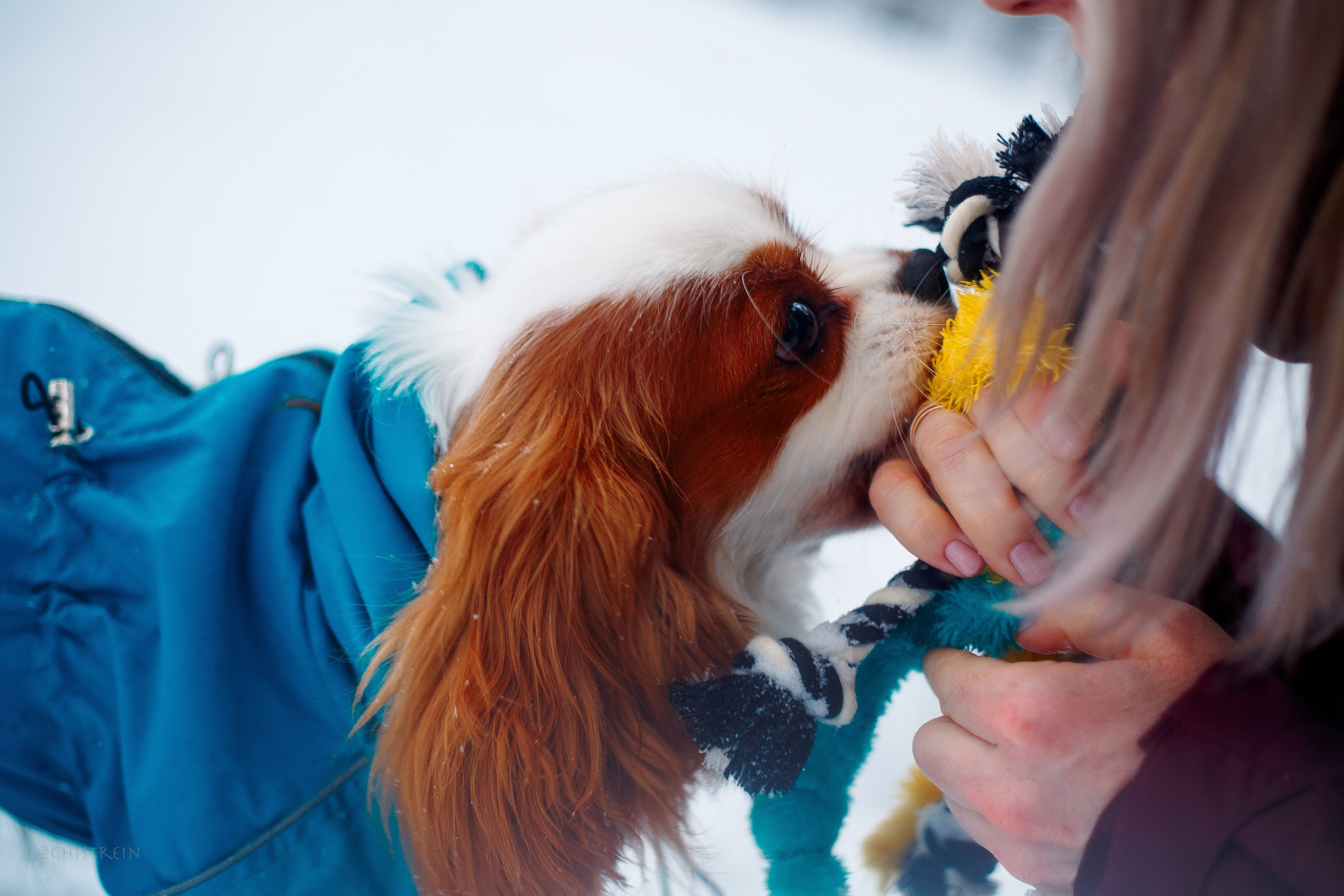 Внезапно апрельская зима. Фотограф-анималист Наталия Чистюхина в г. Сосновый Бор и ЛО