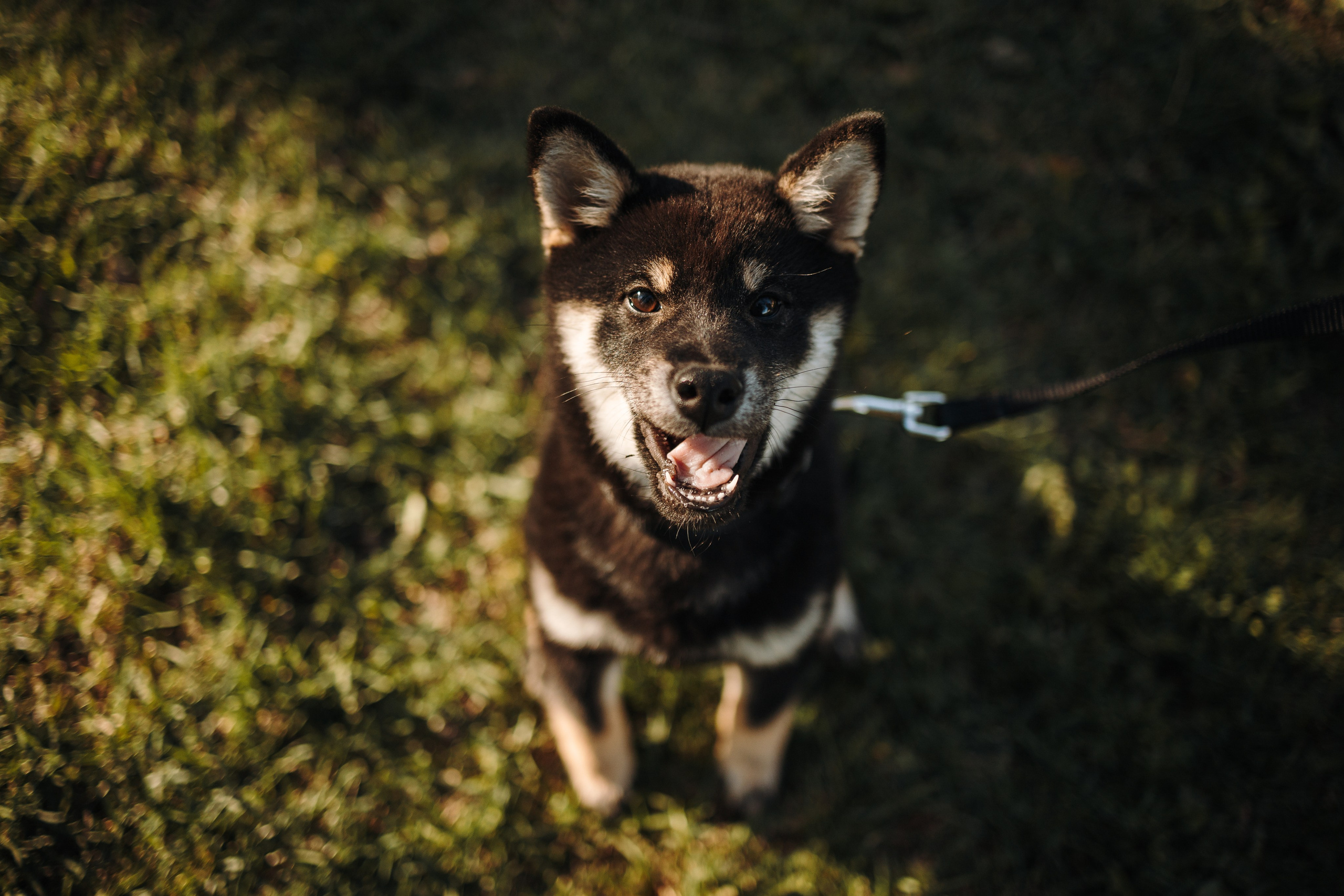 Даша и ее девочки. Фотограф — Анималист | Санкт-Петербург