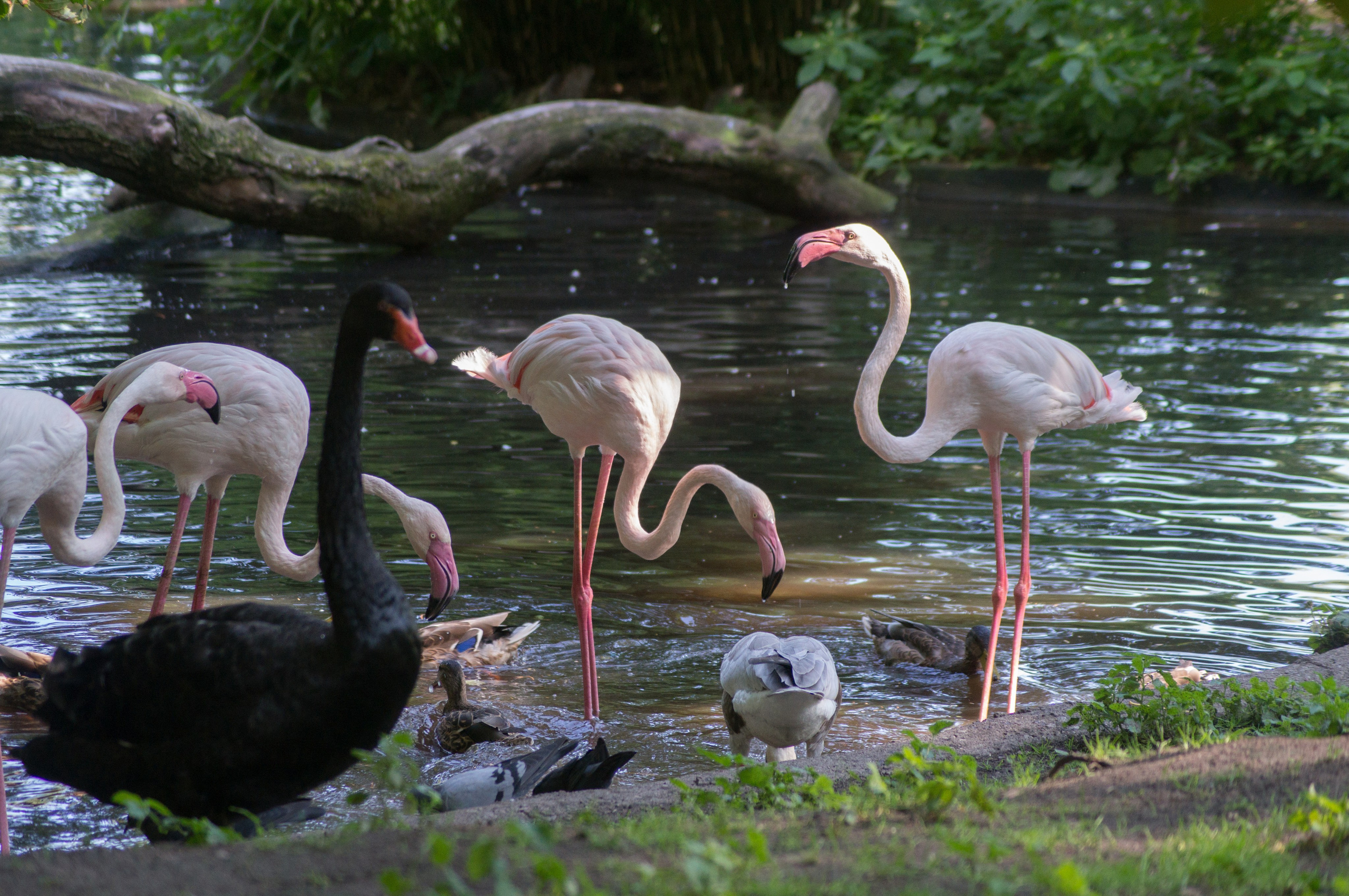 Калининград. Фотограф Шибков Константин