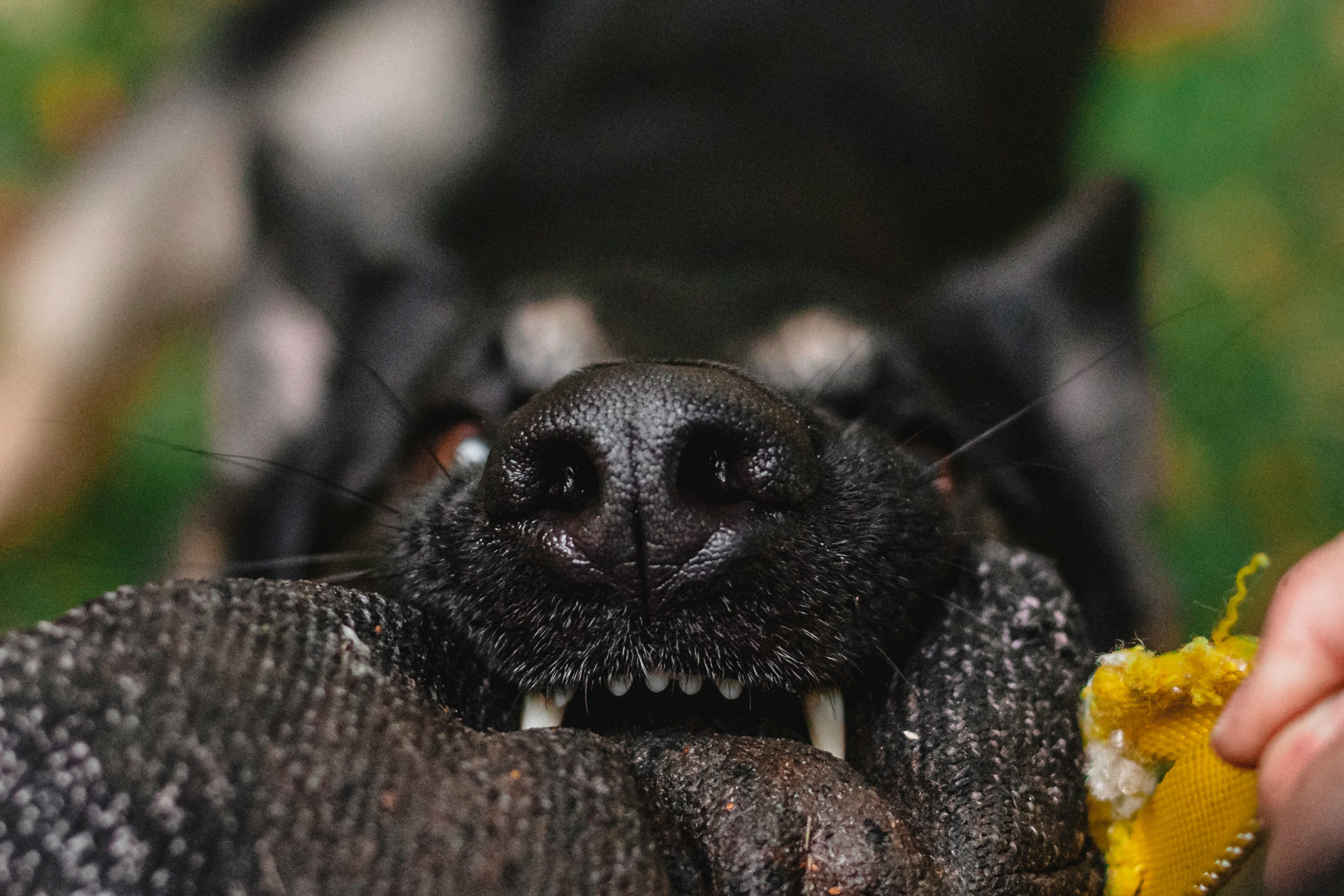 Илай. Фотограф-анималист Татьяна Степанова