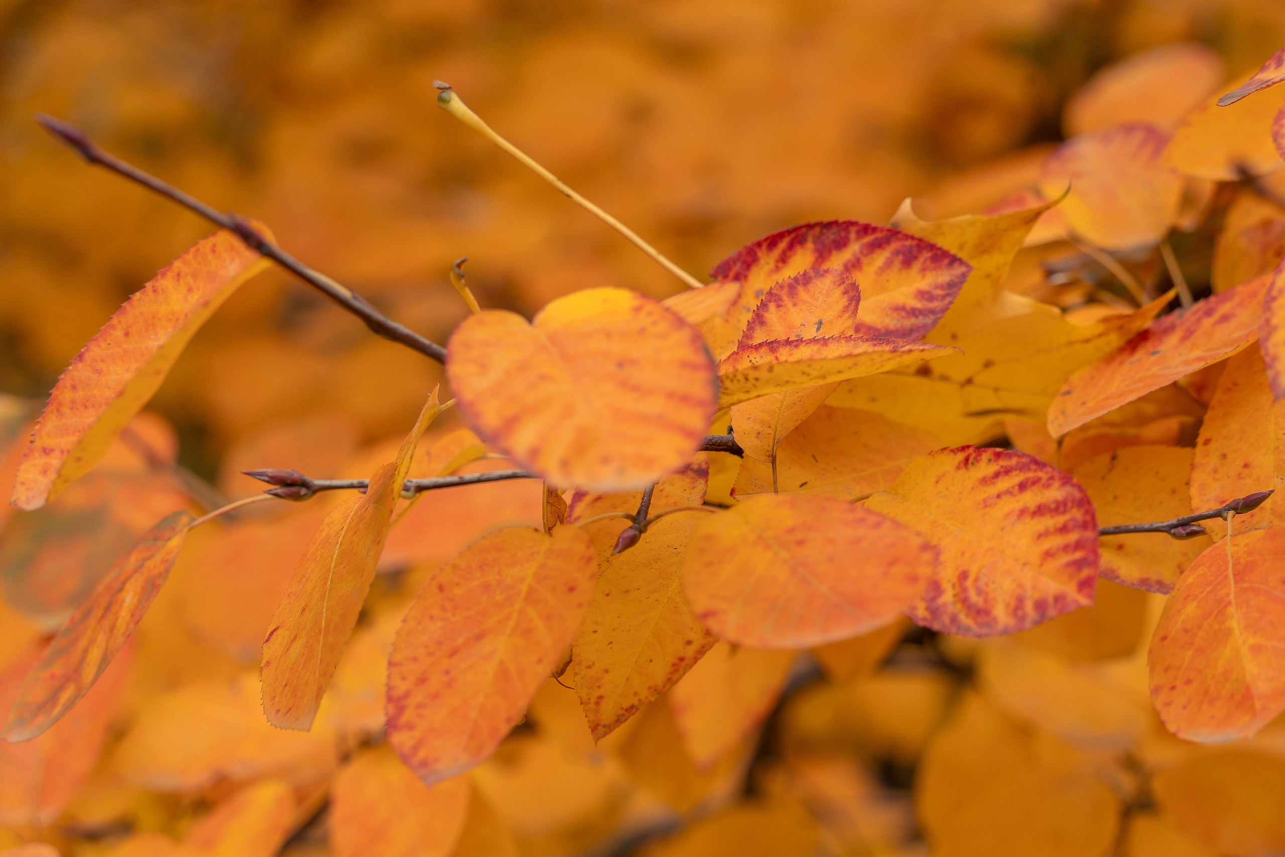 20251011 Нескучный сад. Дмитрий Ремизов. Фотография, как хобби