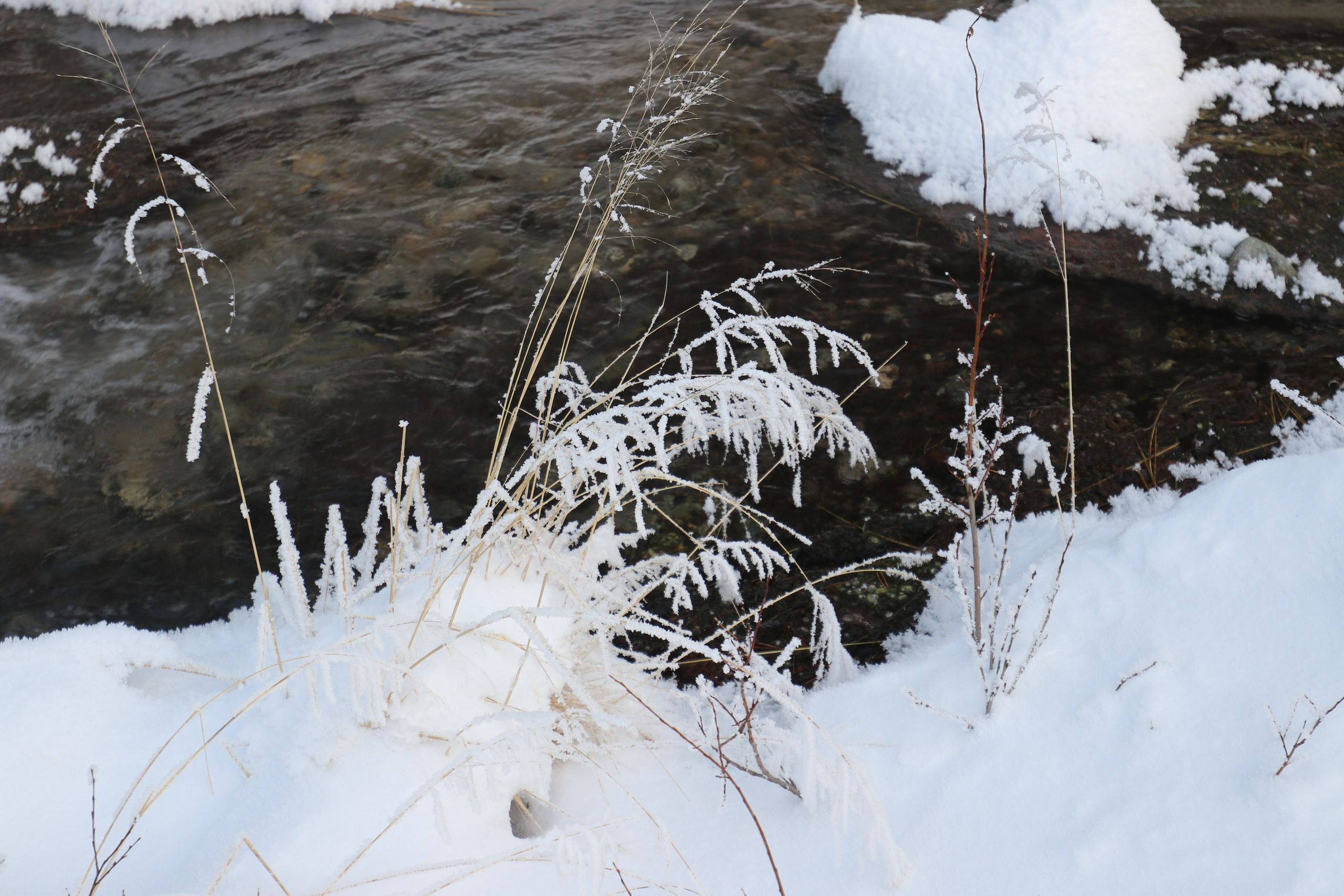 Аршан. Январь 2022. Путешественник-фотограф из Санкт-Петербурга Татьяна Свистулина